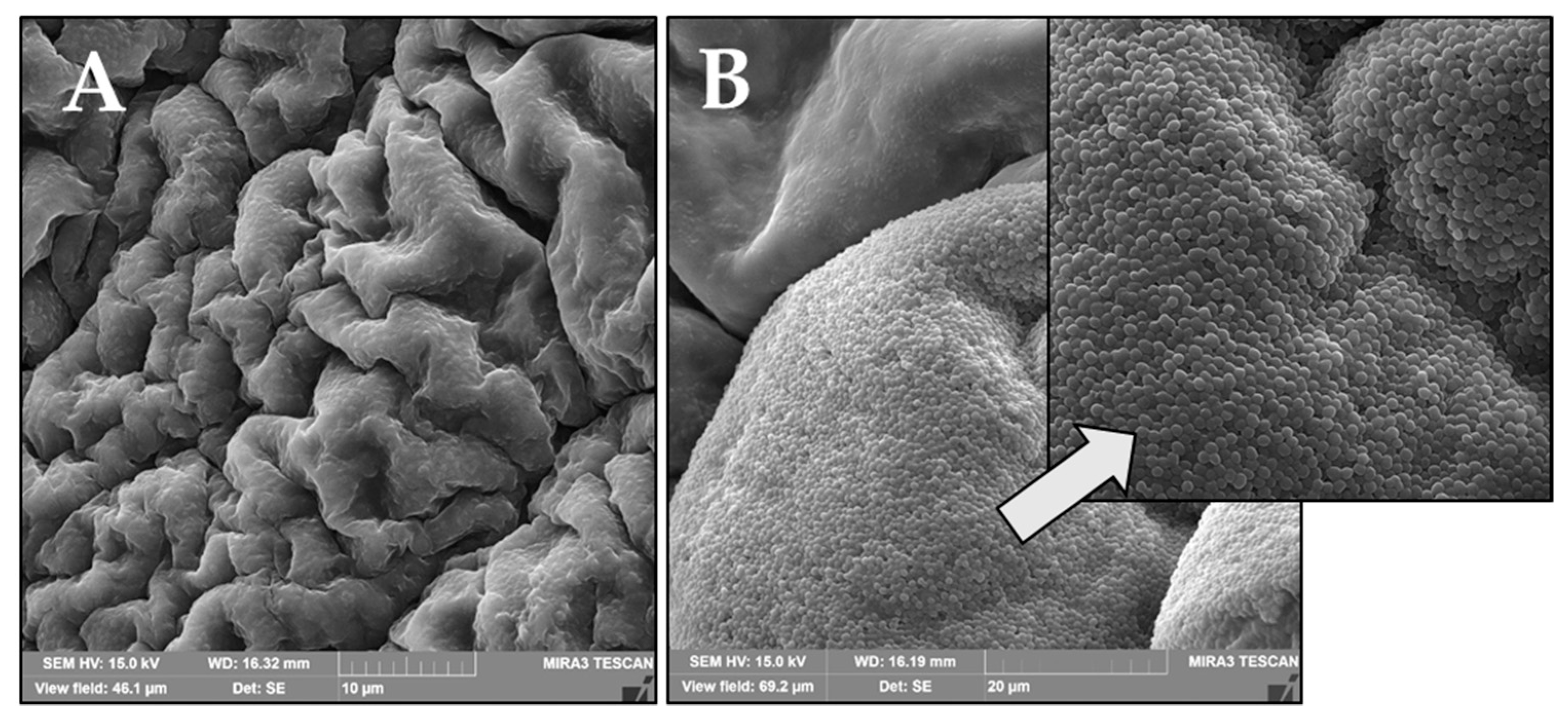 Pharmaceutics 14 00773 g014