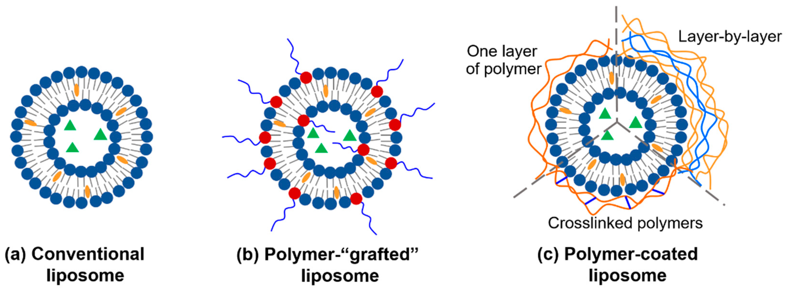 Pharmaceutics Free FullText PolymerModified Liposomes for Drug