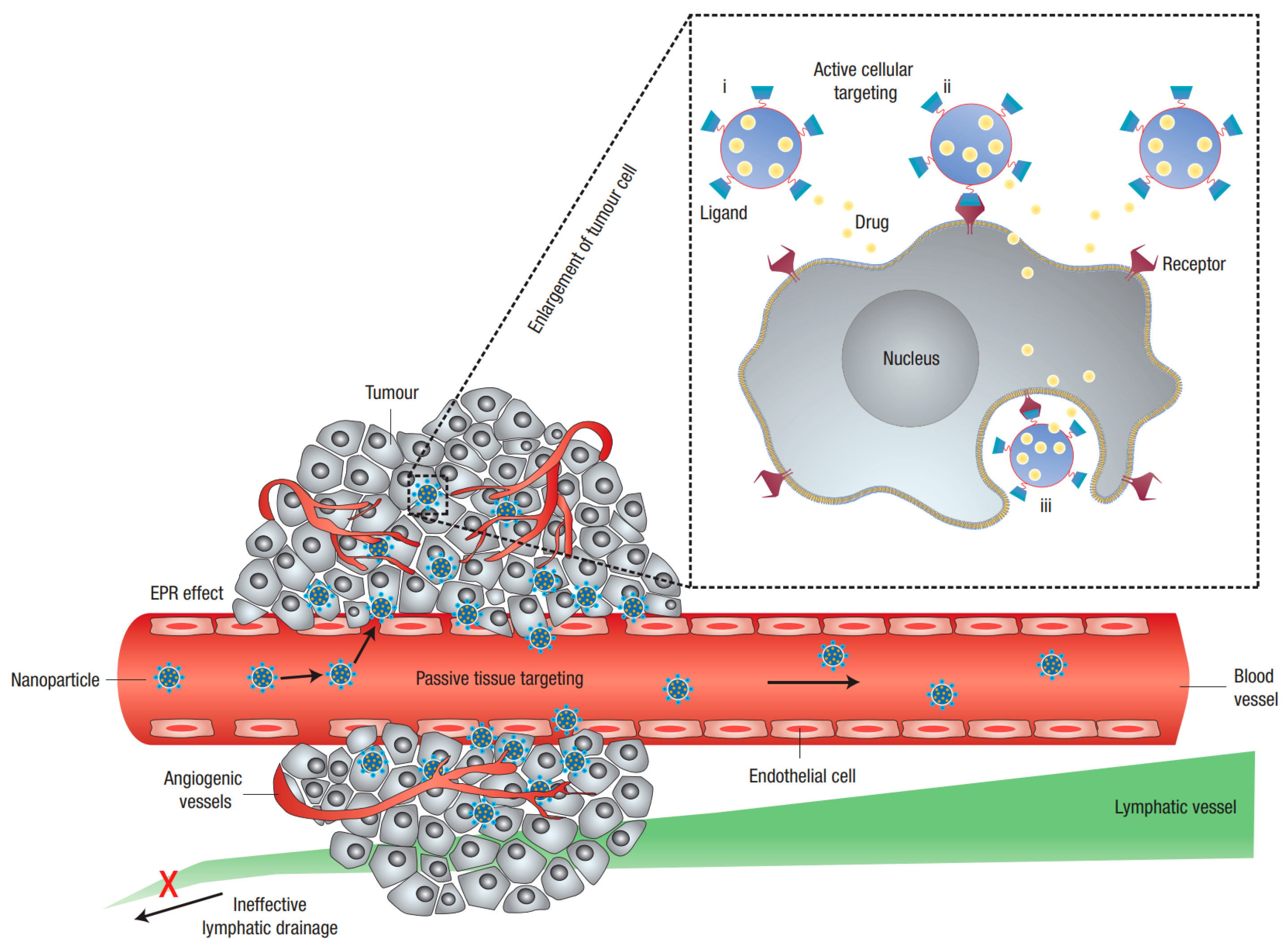 Pharmaceutics 14 00778 g003
