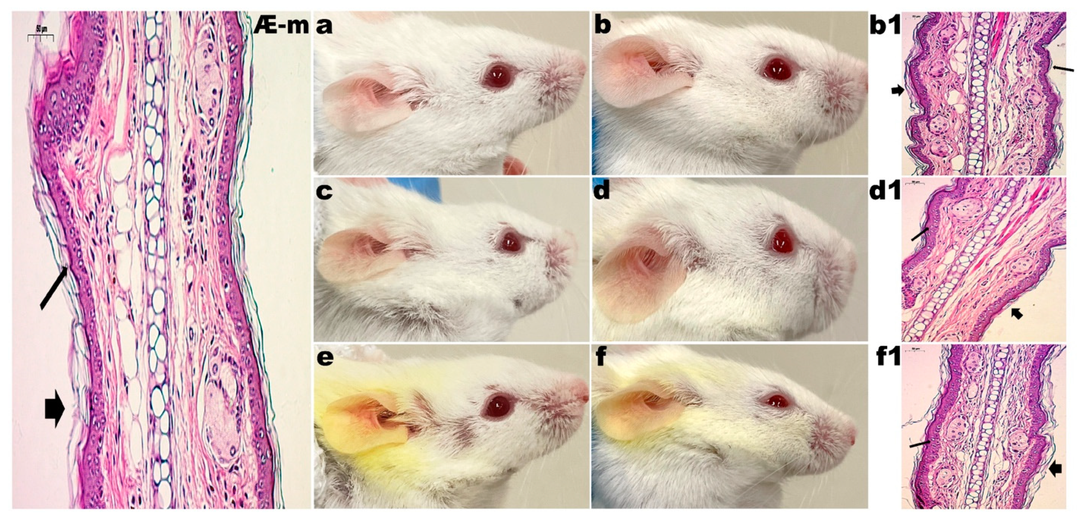 Pharmaceutics 14 00779 g002 550