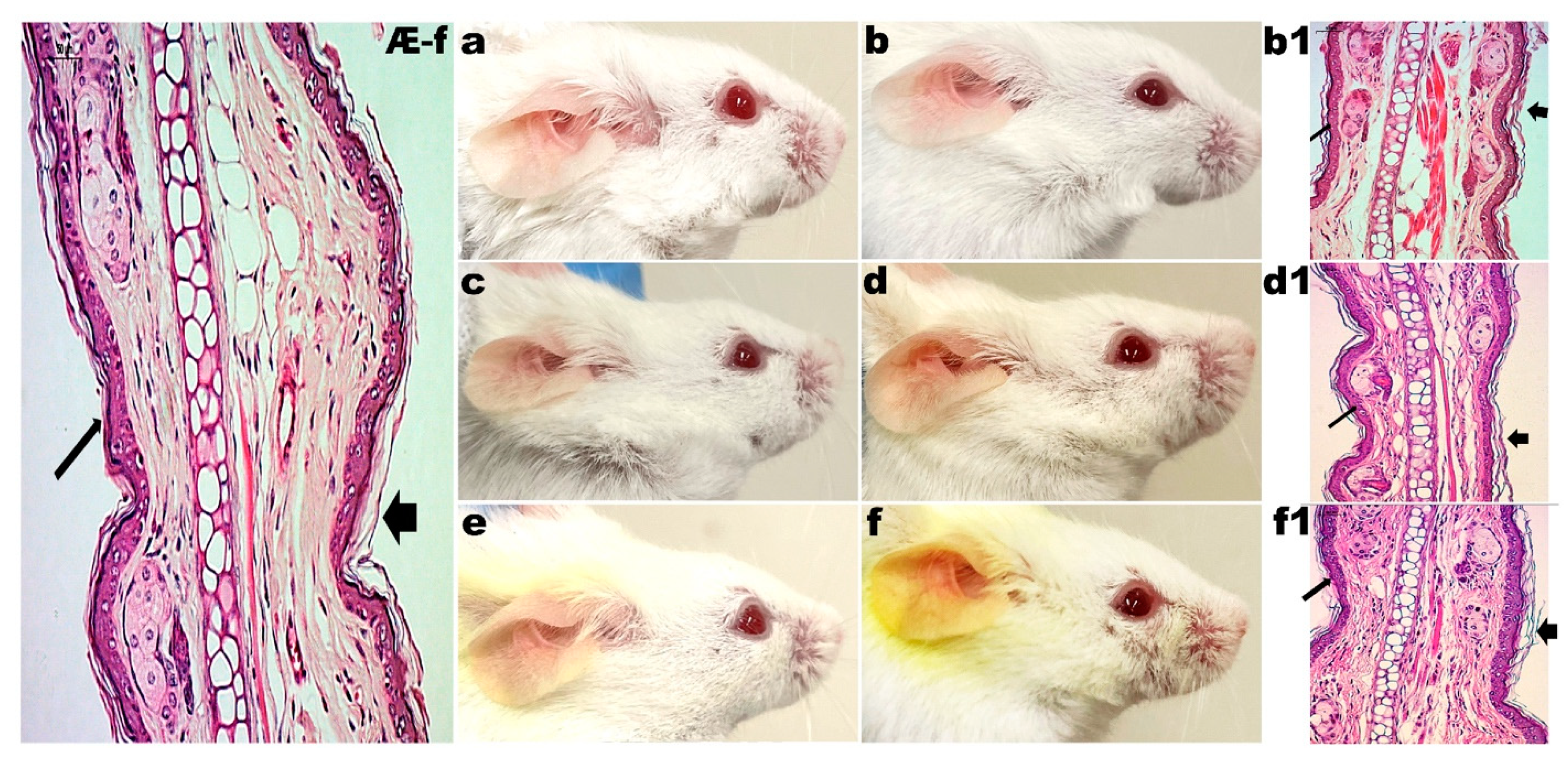 Pharmaceutics 14 00779 g003 550