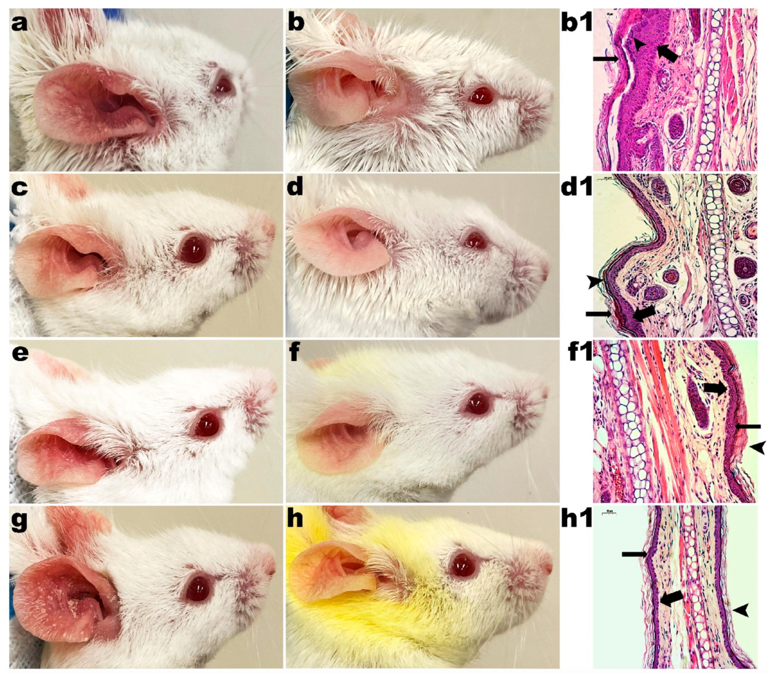 Pharmaceutics 14 00779 g005 550