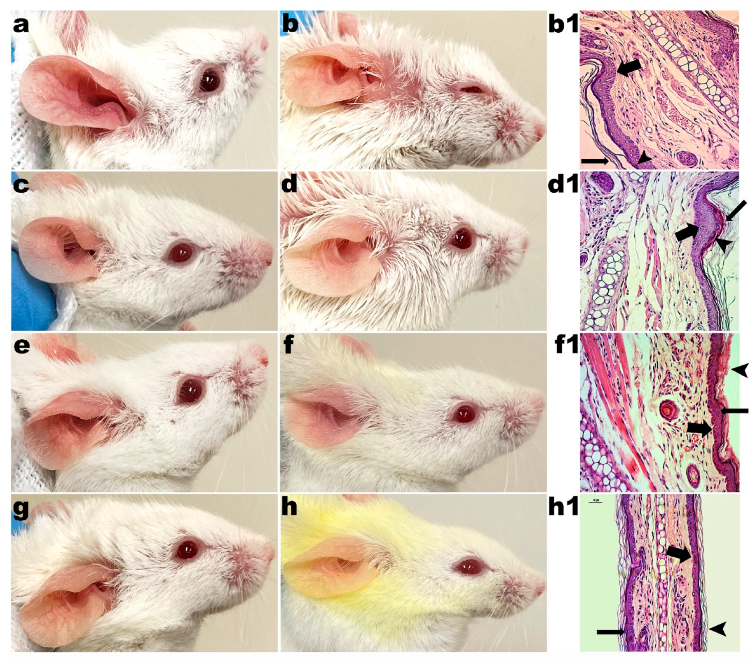 Pharmaceutics 14 00779 g006 550