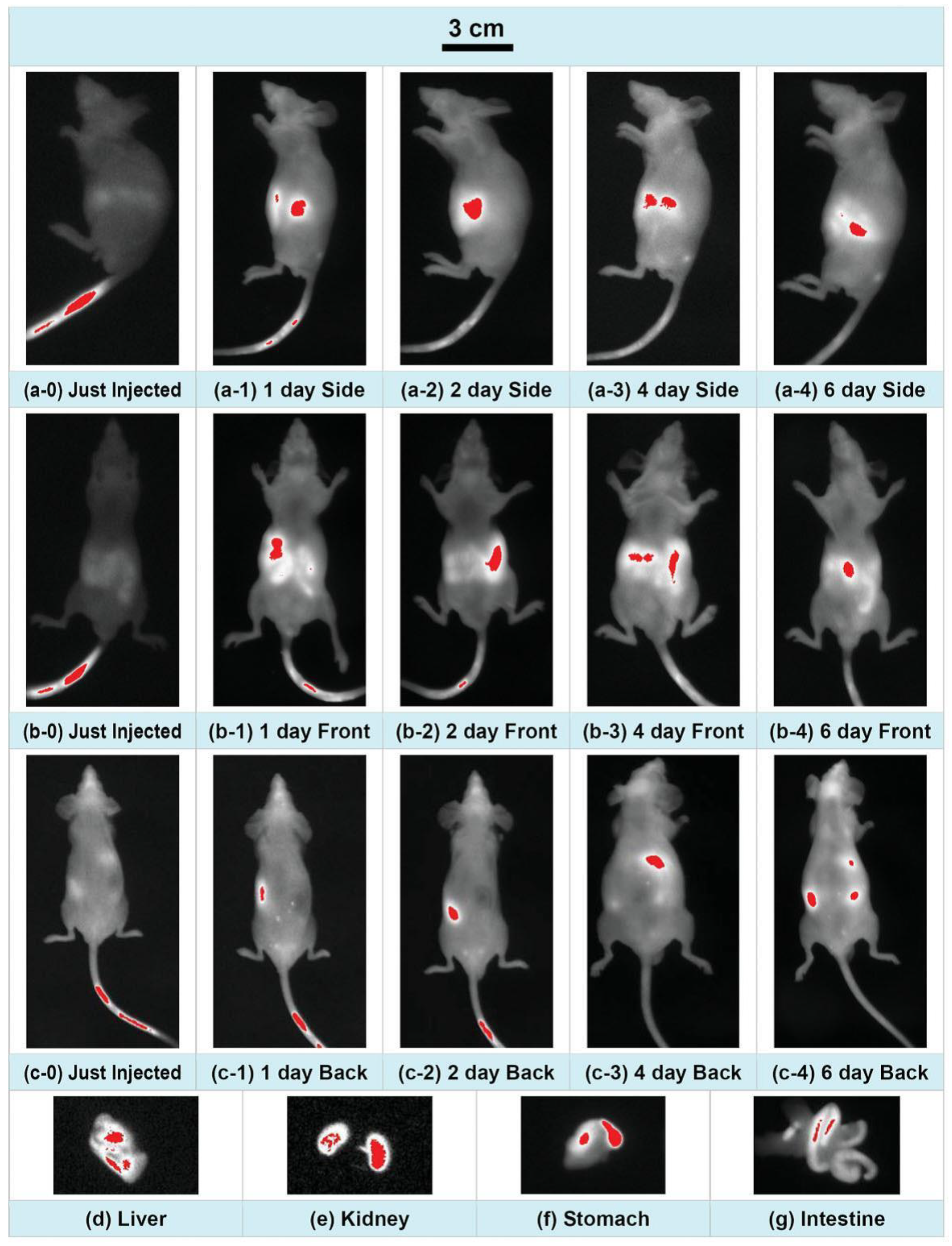 Pharmaceutics 14 00781 g004