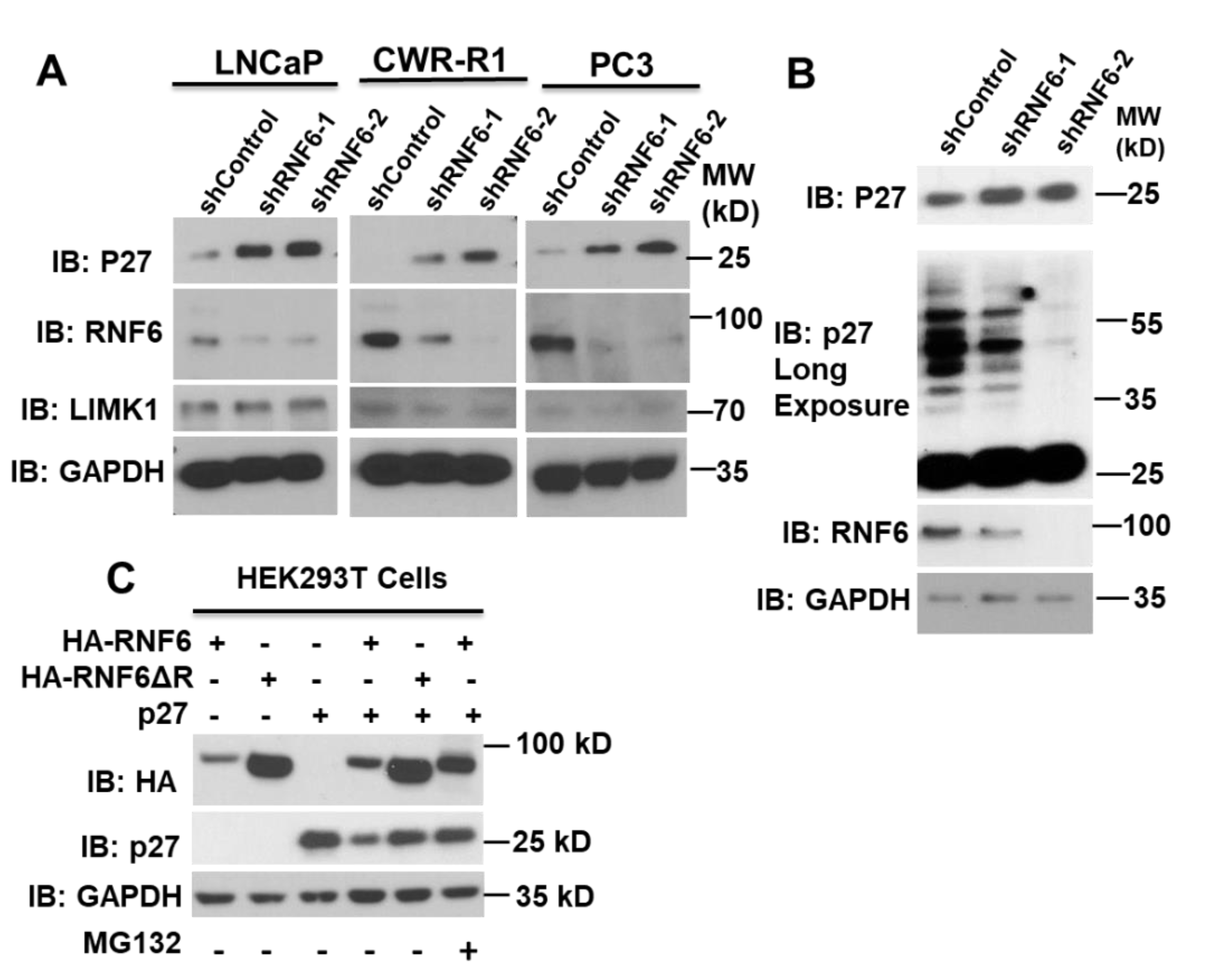 Pharmaceutics 14 00802 g001