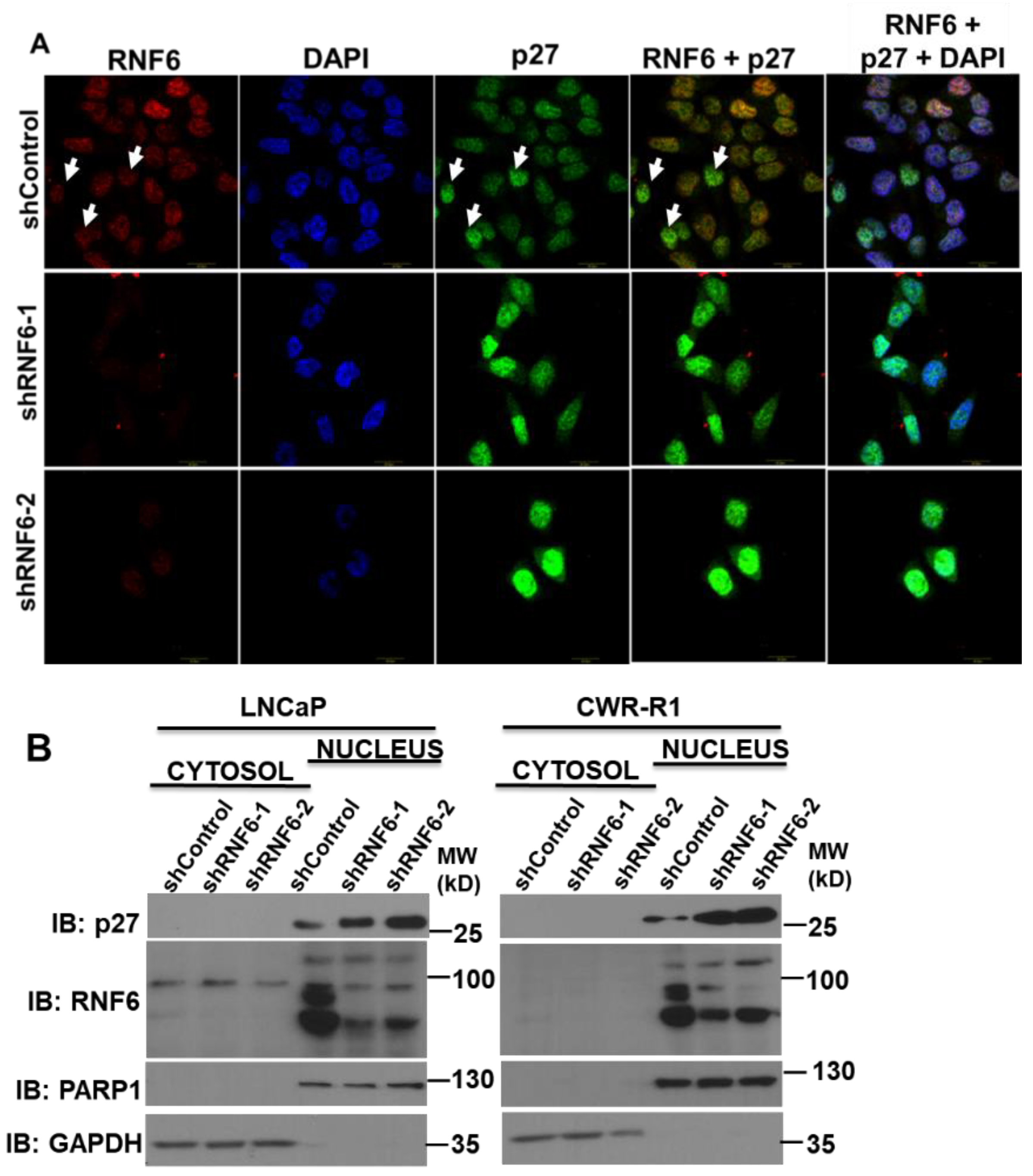 Pharmaceutics 14 00802 g003