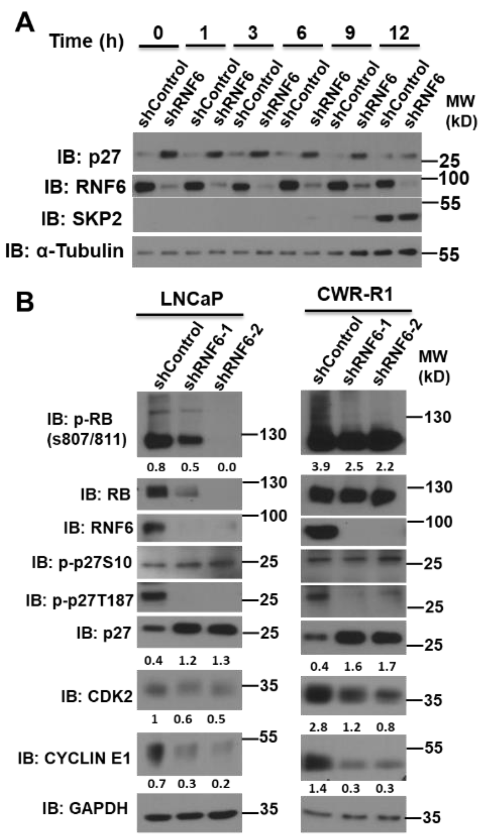 Pharmaceutics 14 00802 g005