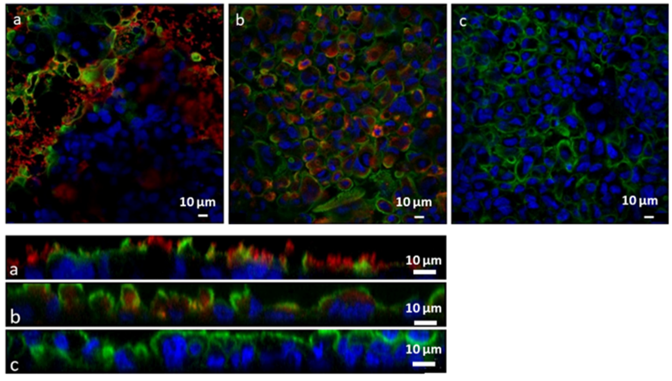 Pharmaceutics 14 00803 g007