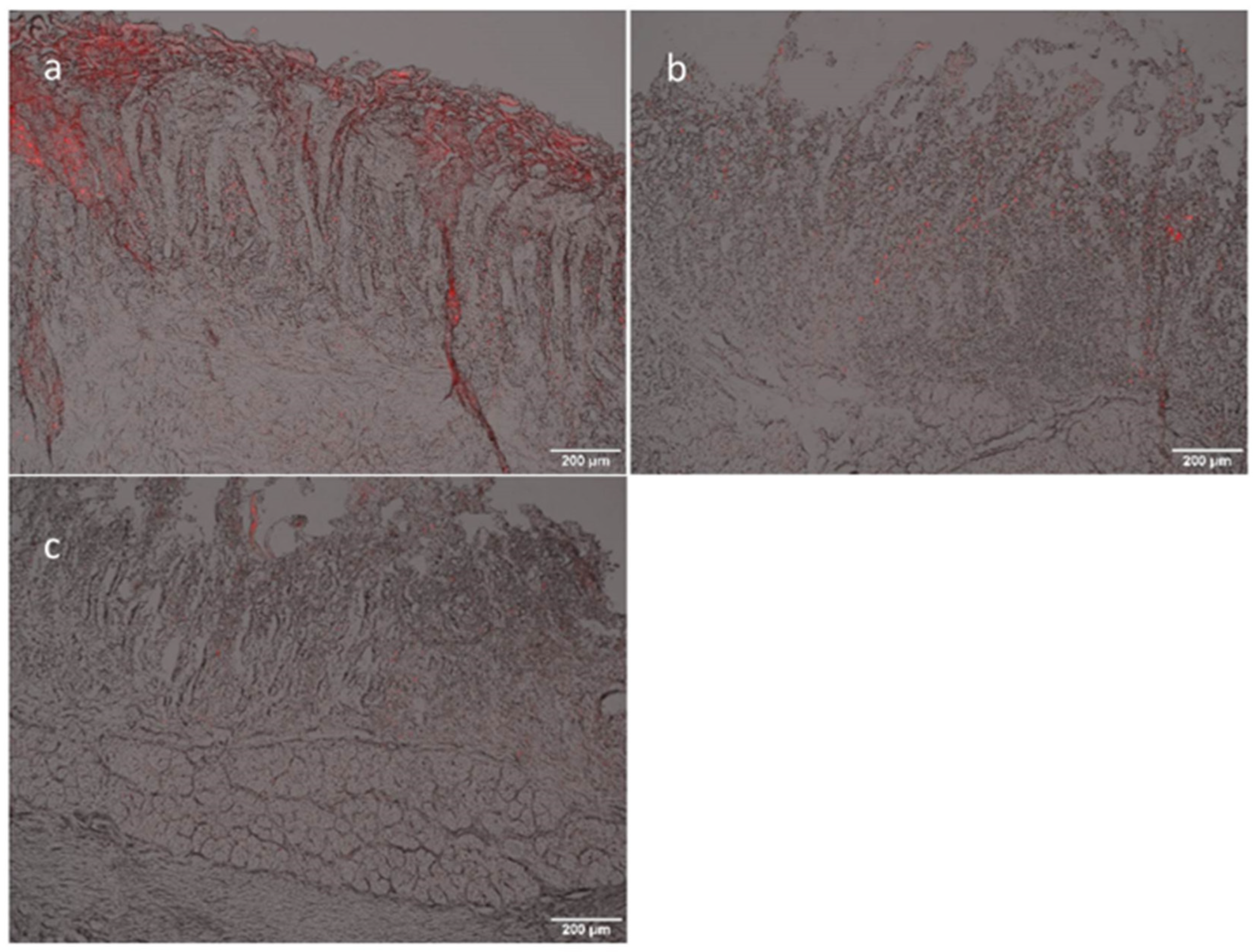 Pharmaceutics 14 00803 g008