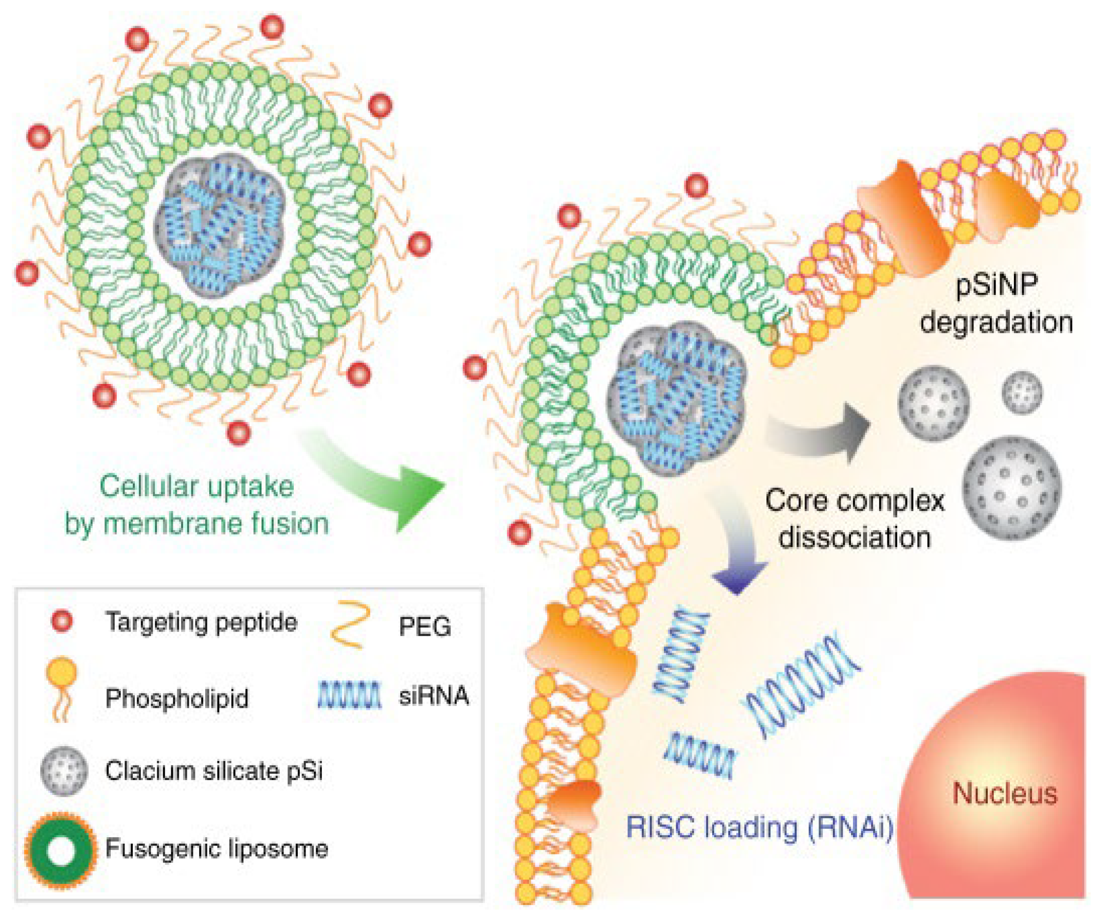 Pharmaceutics 14 00805 g004 Pharmaceutics 14 00805 g004
