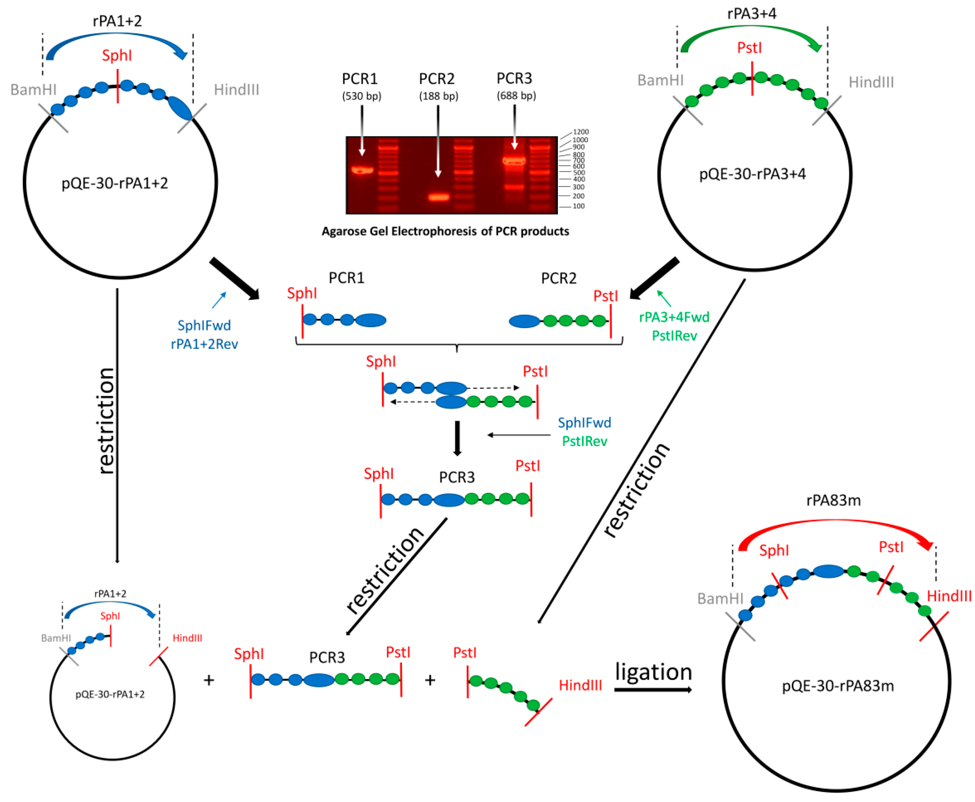 Pharmaceutics 14 00806 g001