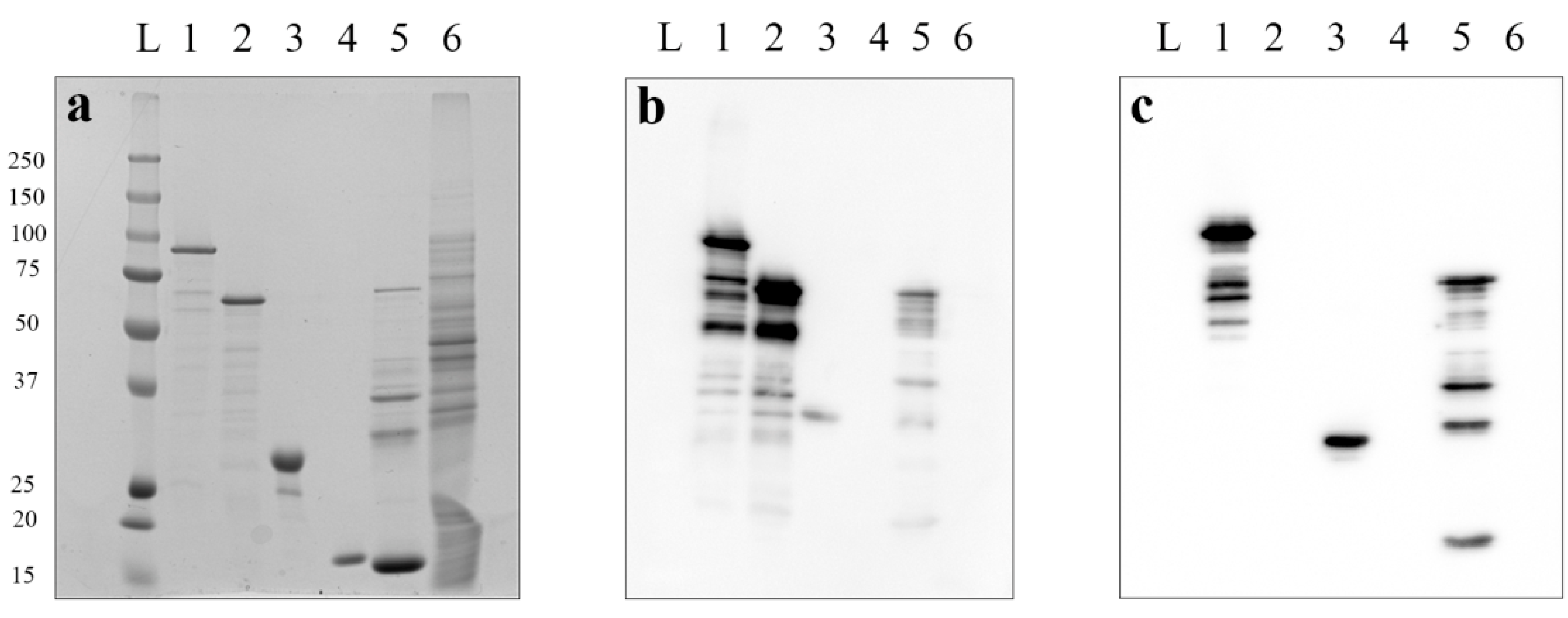 Pharmaceutics 14 00806 g003