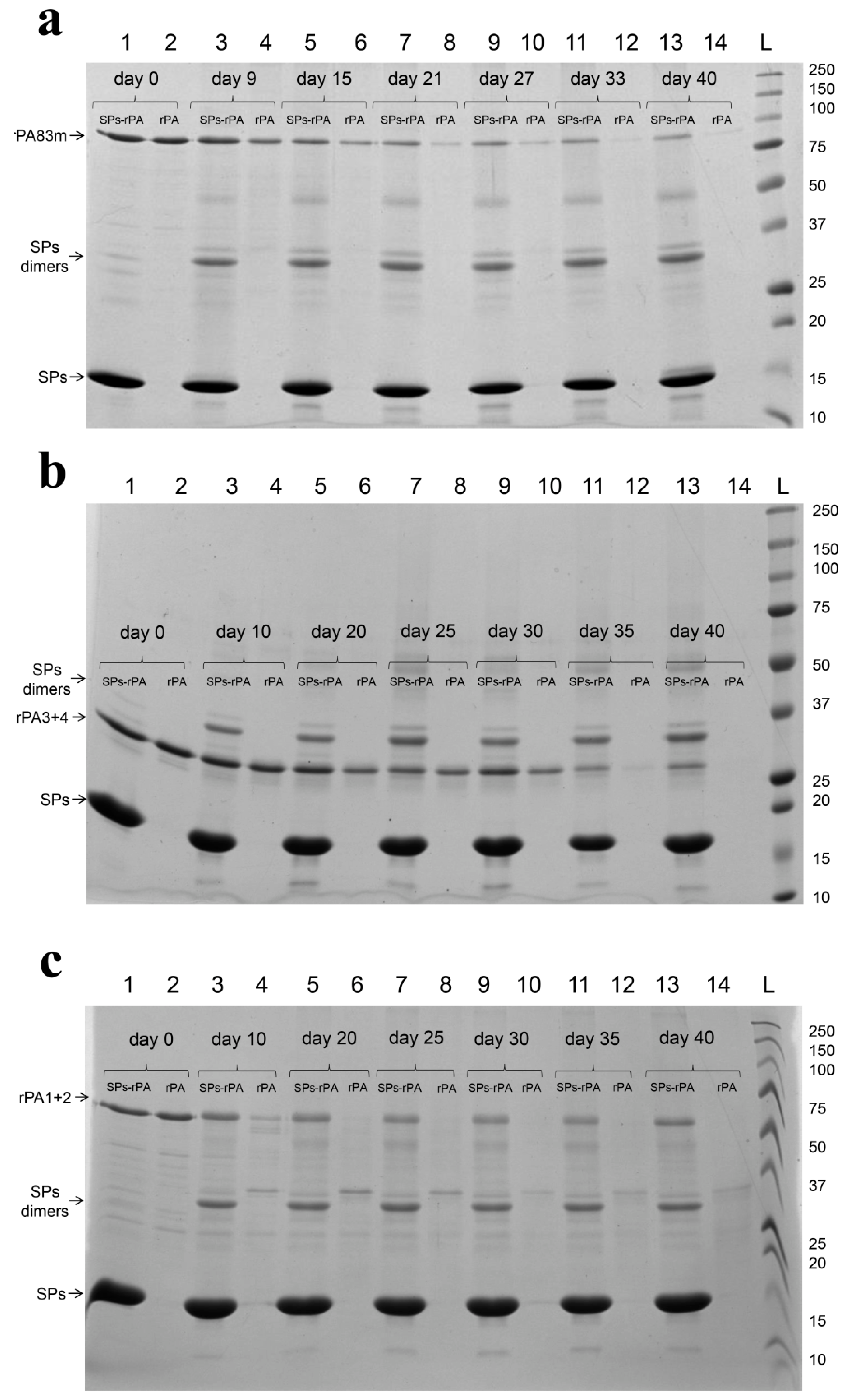 Pharmaceutics 14 00806 g007