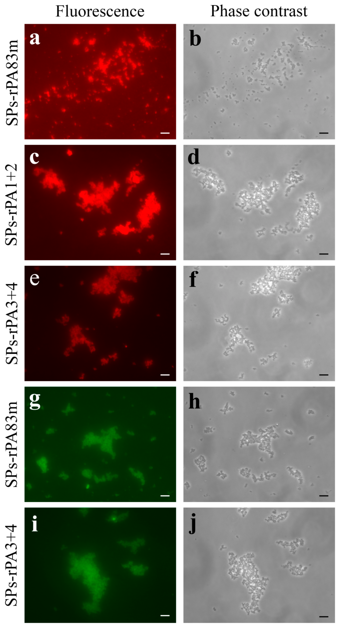 Pharmaceutics 14 00806 g008