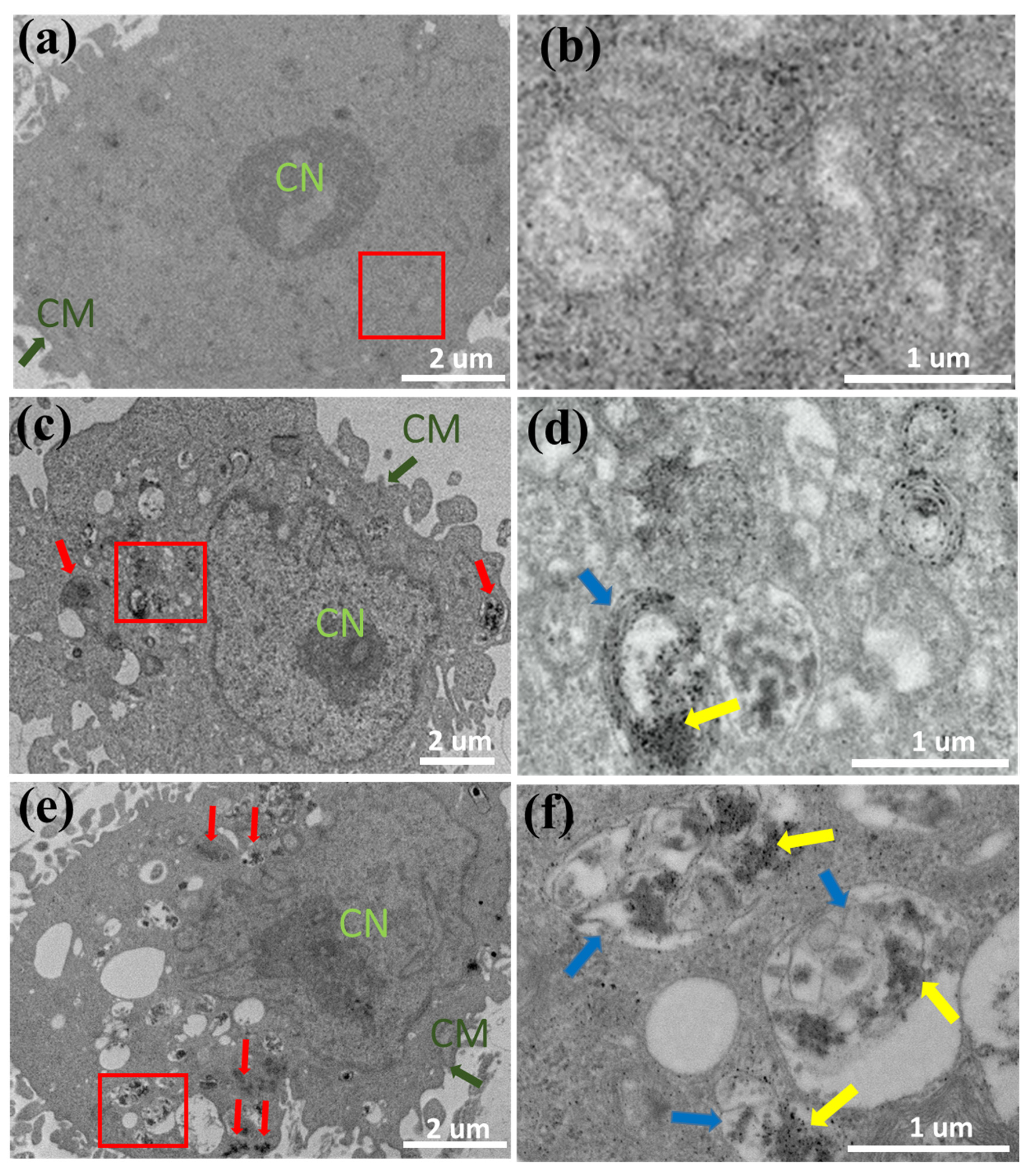 Pharmaceutics 14 00858 g005 Pharmaceutics 14 00858 g005