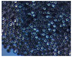 Pharmaceutics 14 00872 i005