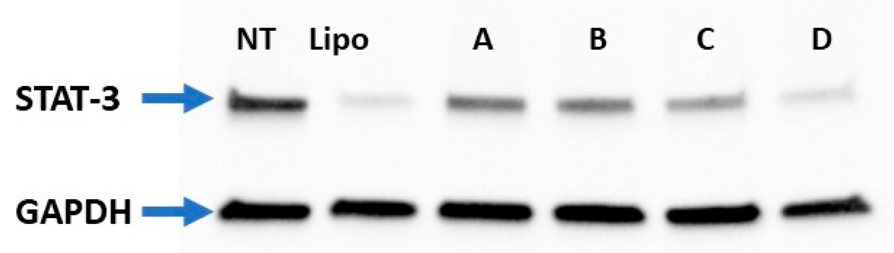 Pharmaceutics 14 00881 g009 550