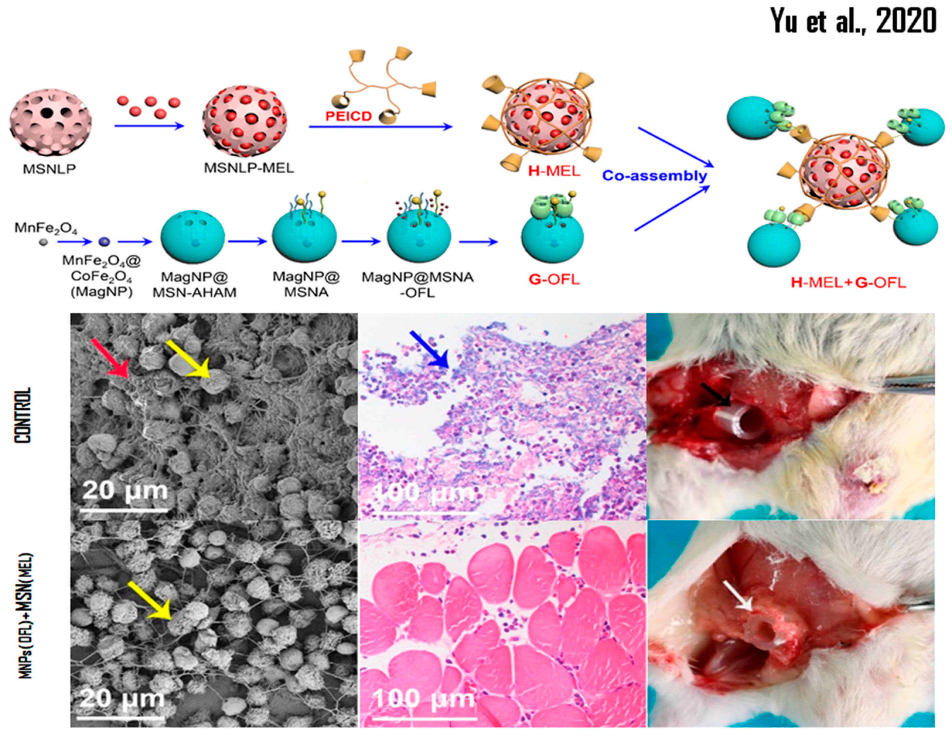 Pharmaceutics 14 00891 g001