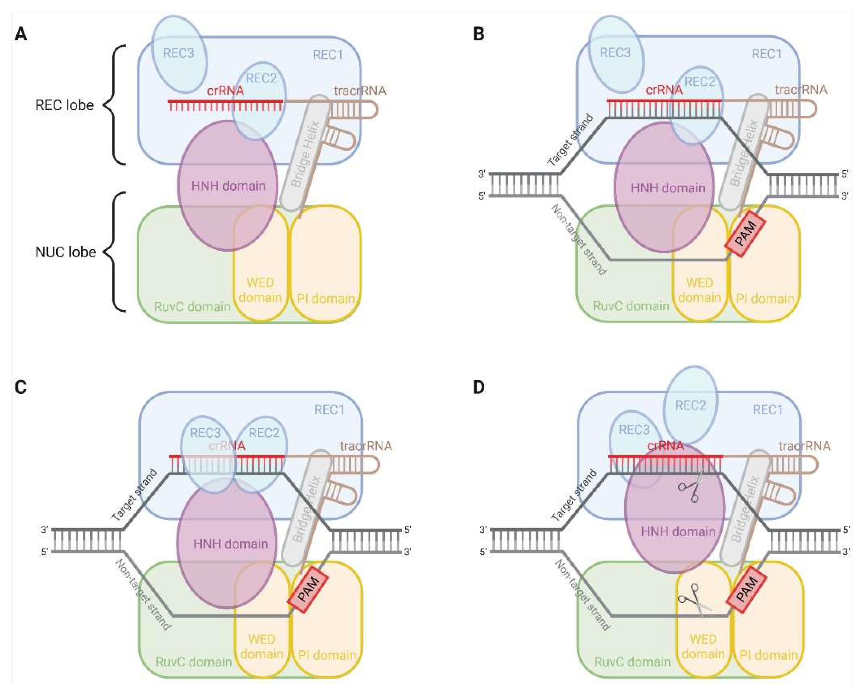 Pharmaceutics Free Full Text Application Of Crispr Cas9 System To Study Biological Barriers To Drug Delivery Html