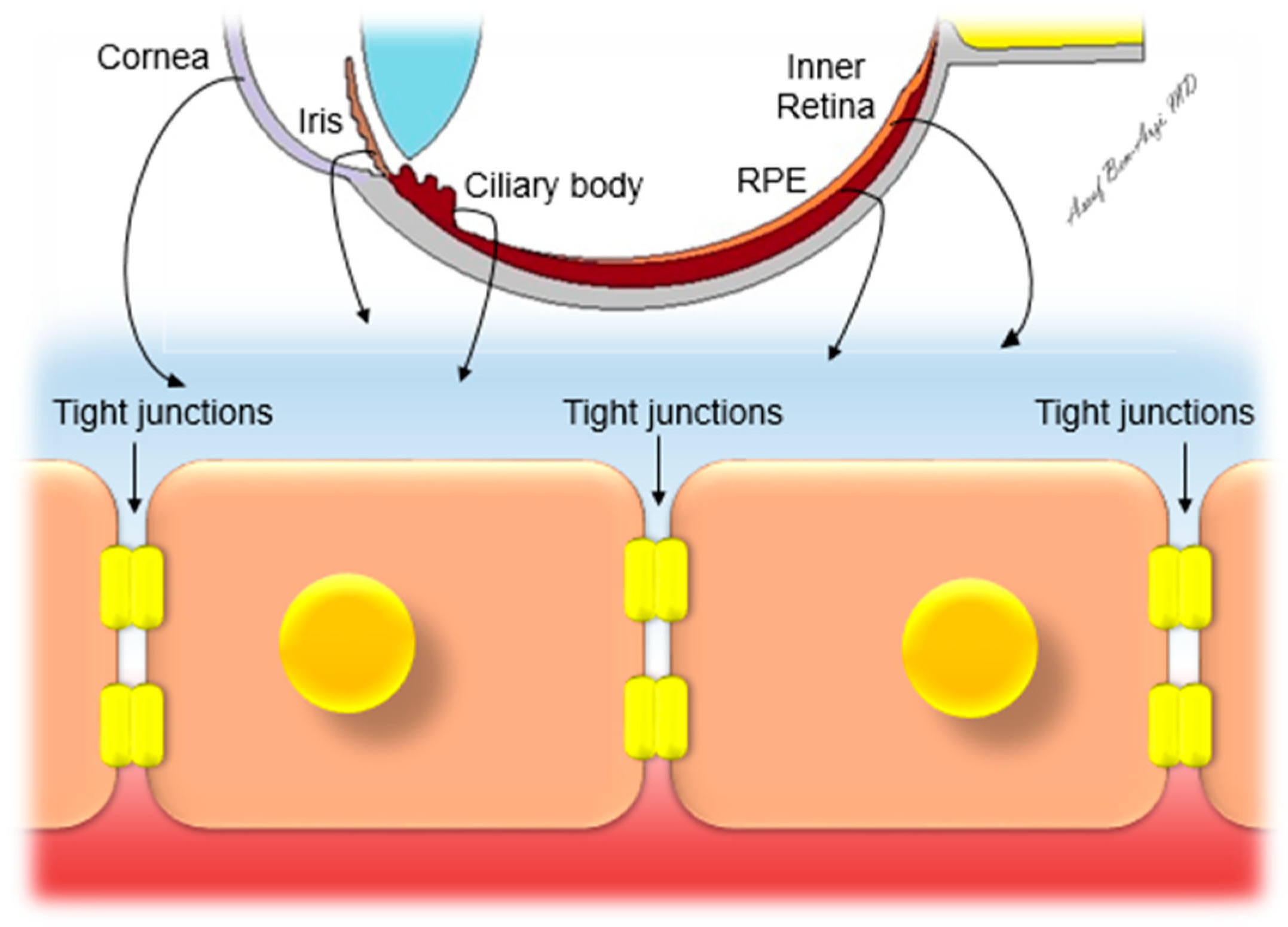 Pharmaceutics 14 00904 g001 Pharmaceutics 14 00904 g001