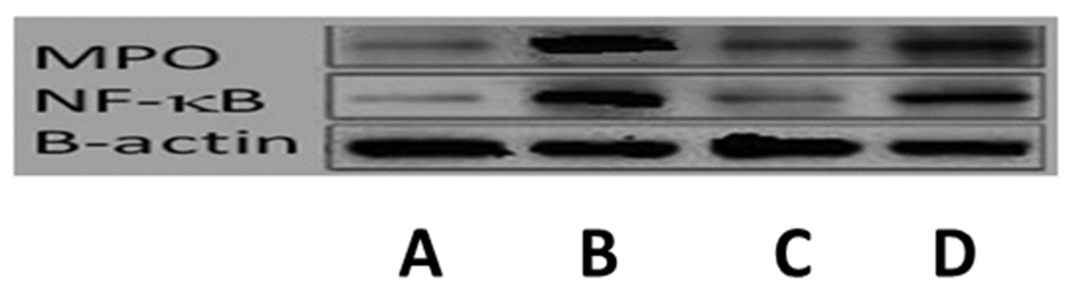 Pharmaceutics 14 00905 g014 550