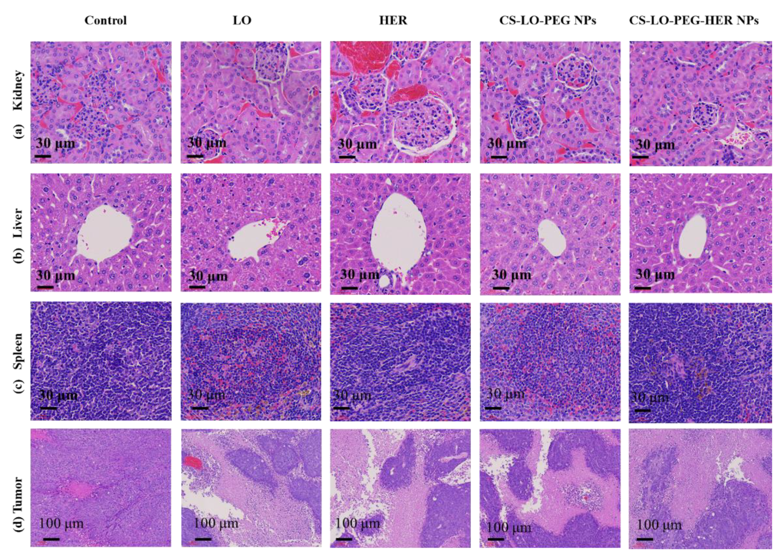 Pharmaceutics 14 00927 g007 Pharmaceutics 14 00927 g007