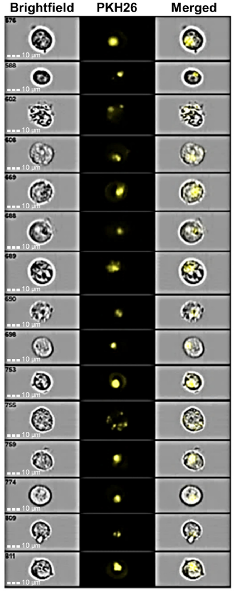 Pharmaceutics 14 00942 g010