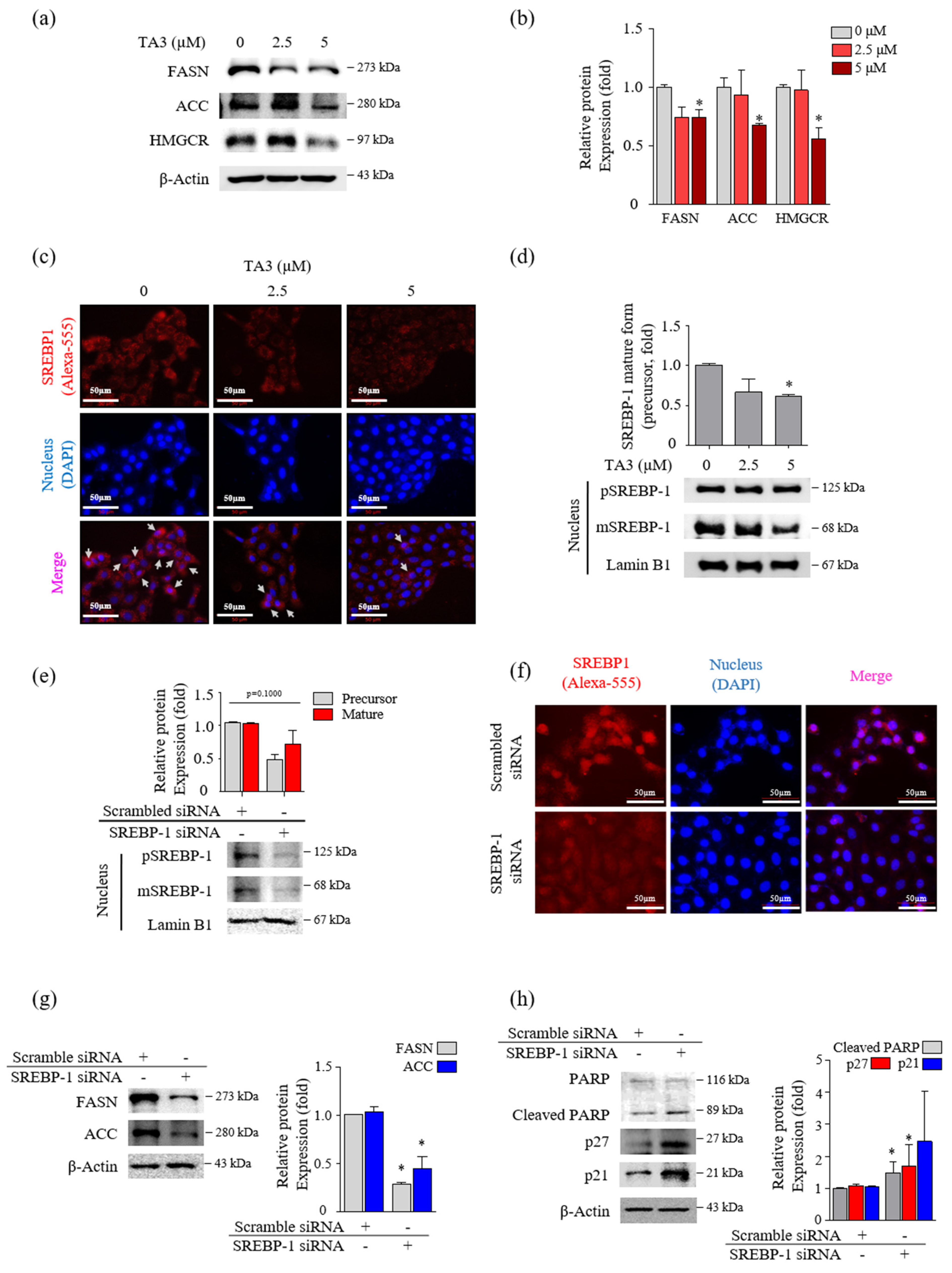 Pharmaceutics 14 00945 g002