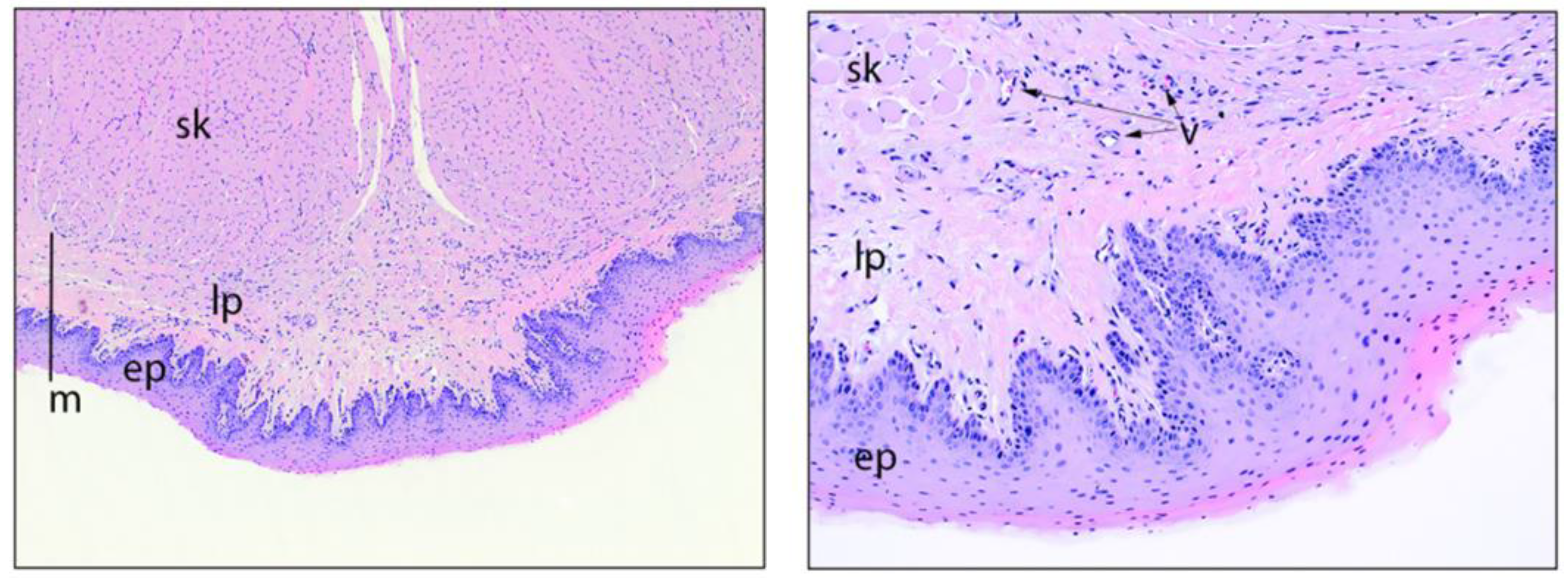 Pharmaceutics 14 00953 g005 550