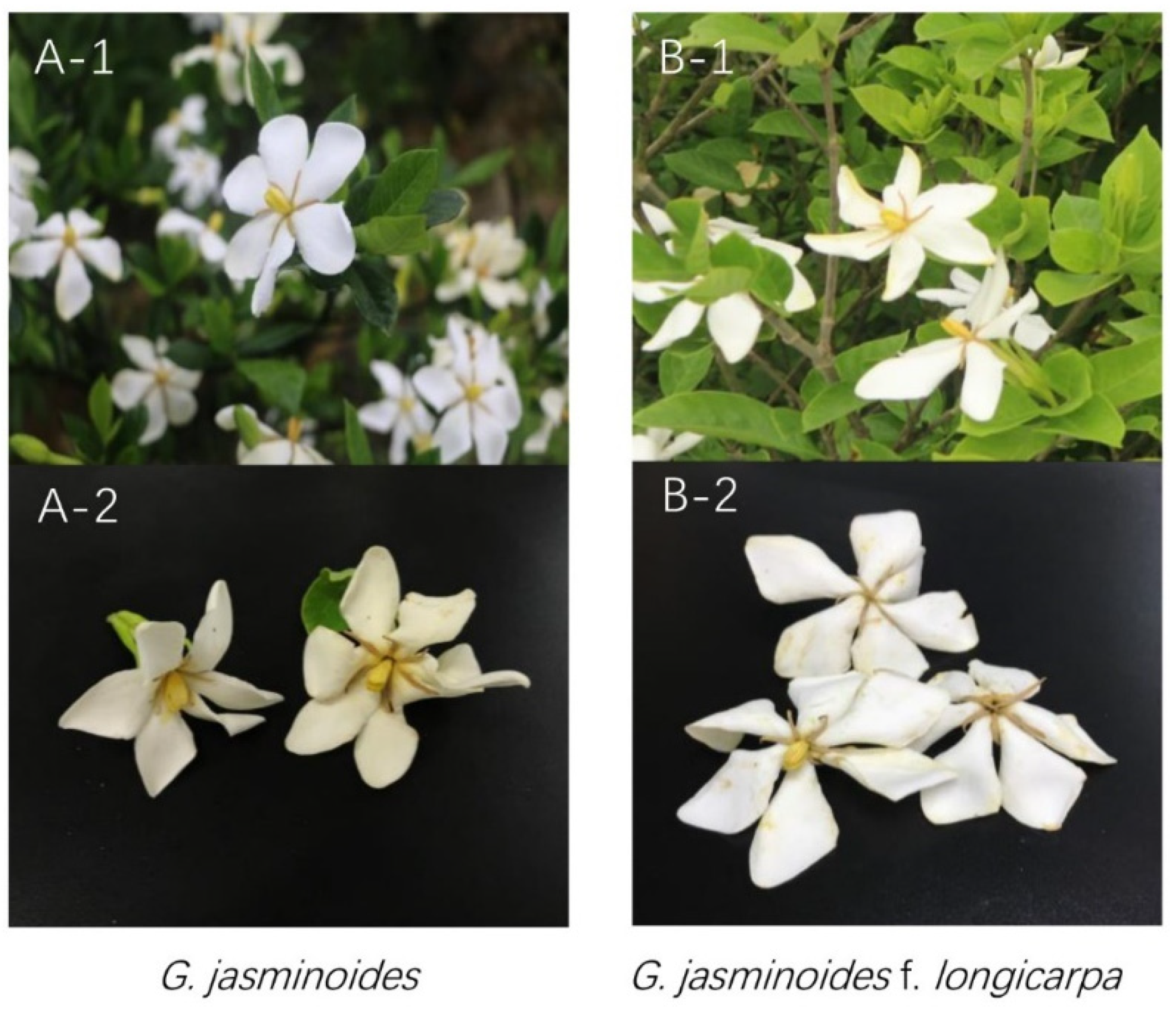 Pollination Strategies and Reproductive Biology of