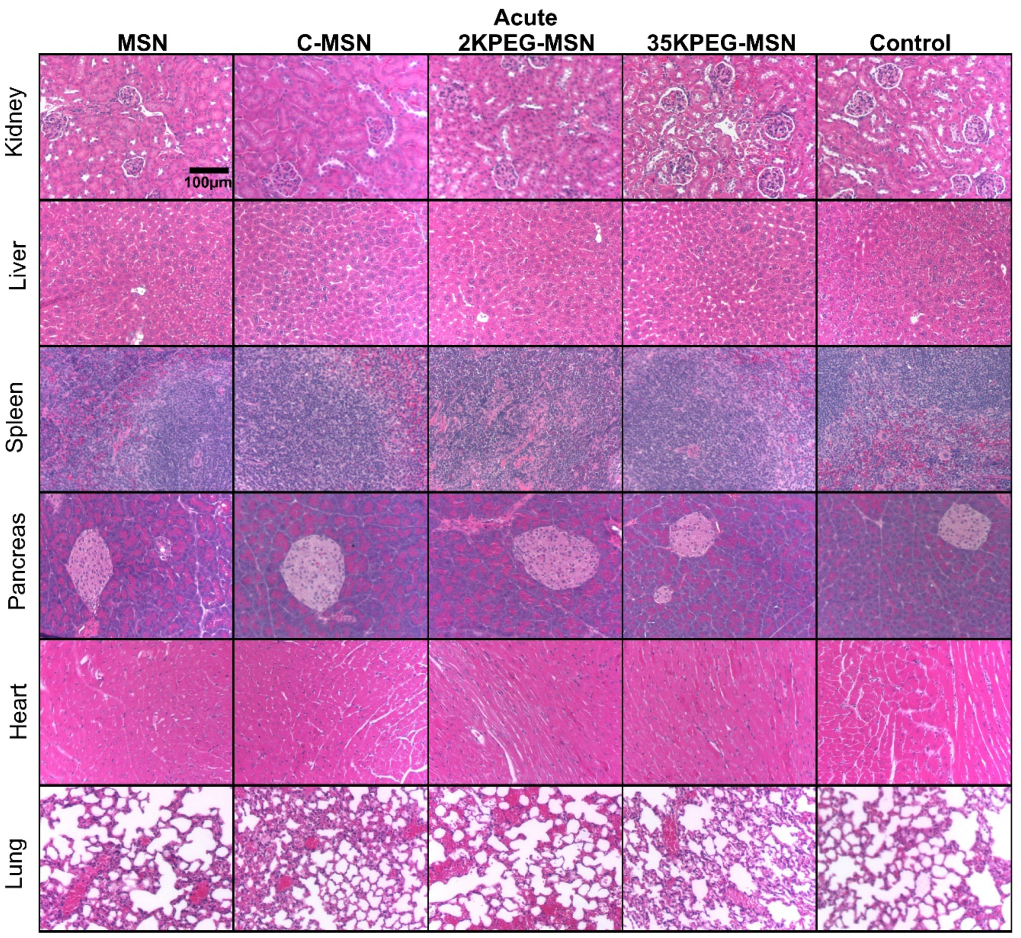 Pharmaceutics 14 00969 g004