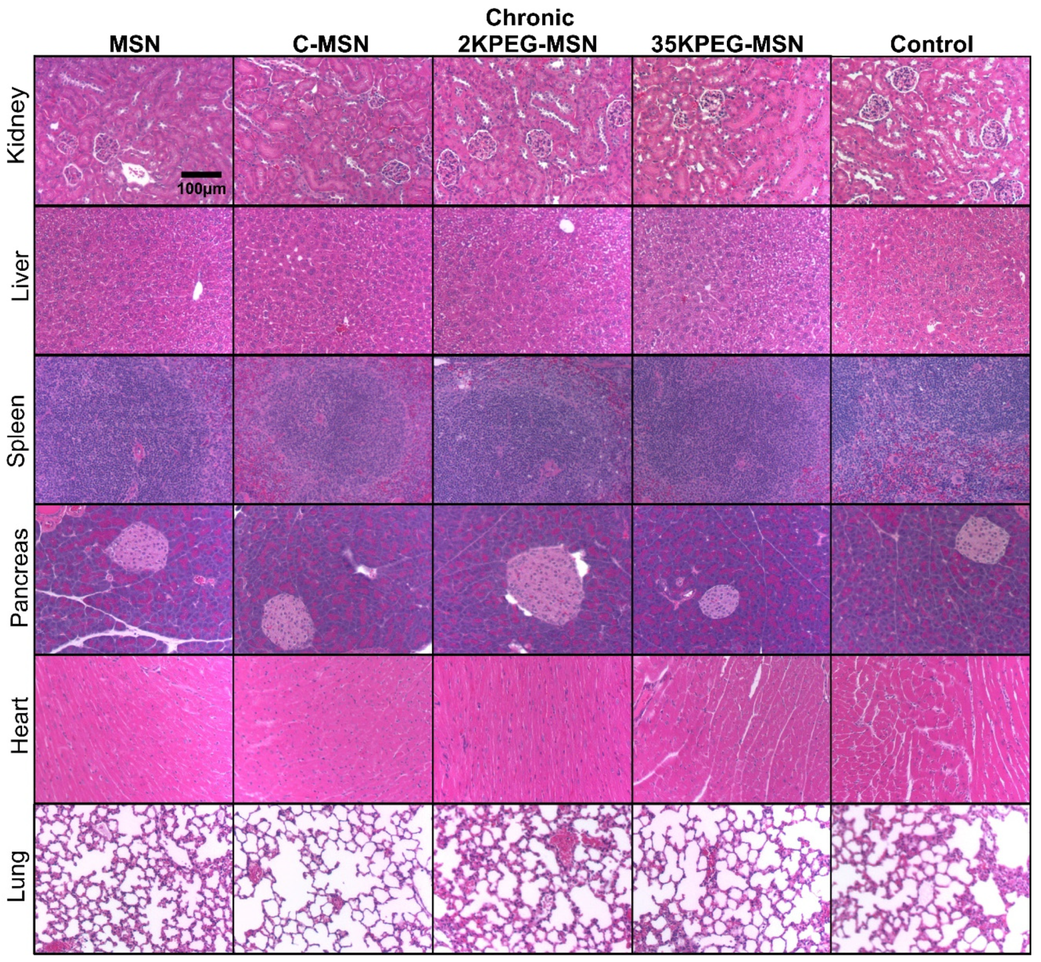 Pharmaceutics 14 00969 g005