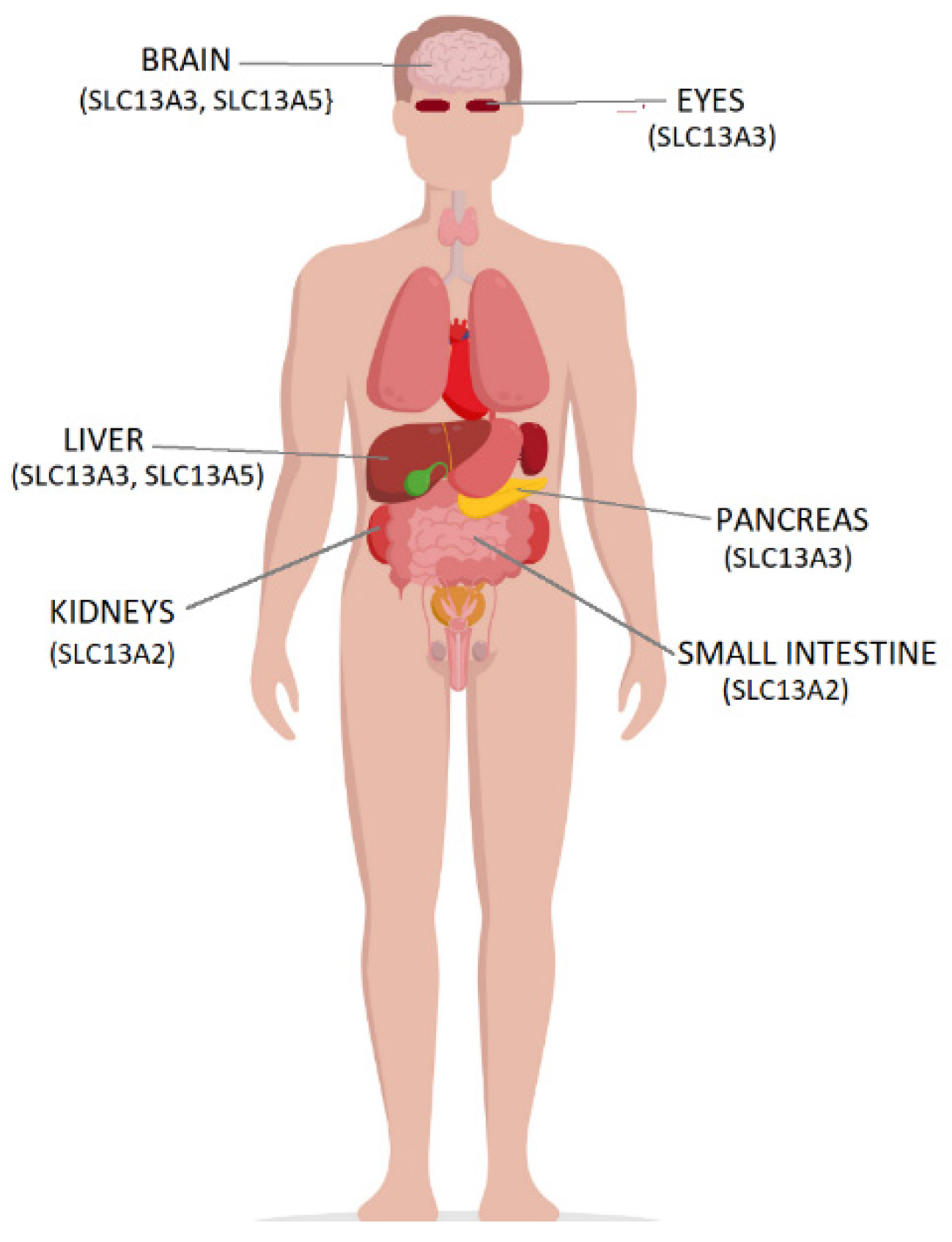 Pharmaceutics 14 00972 g002 Pharmaceutics 14 00972 g002