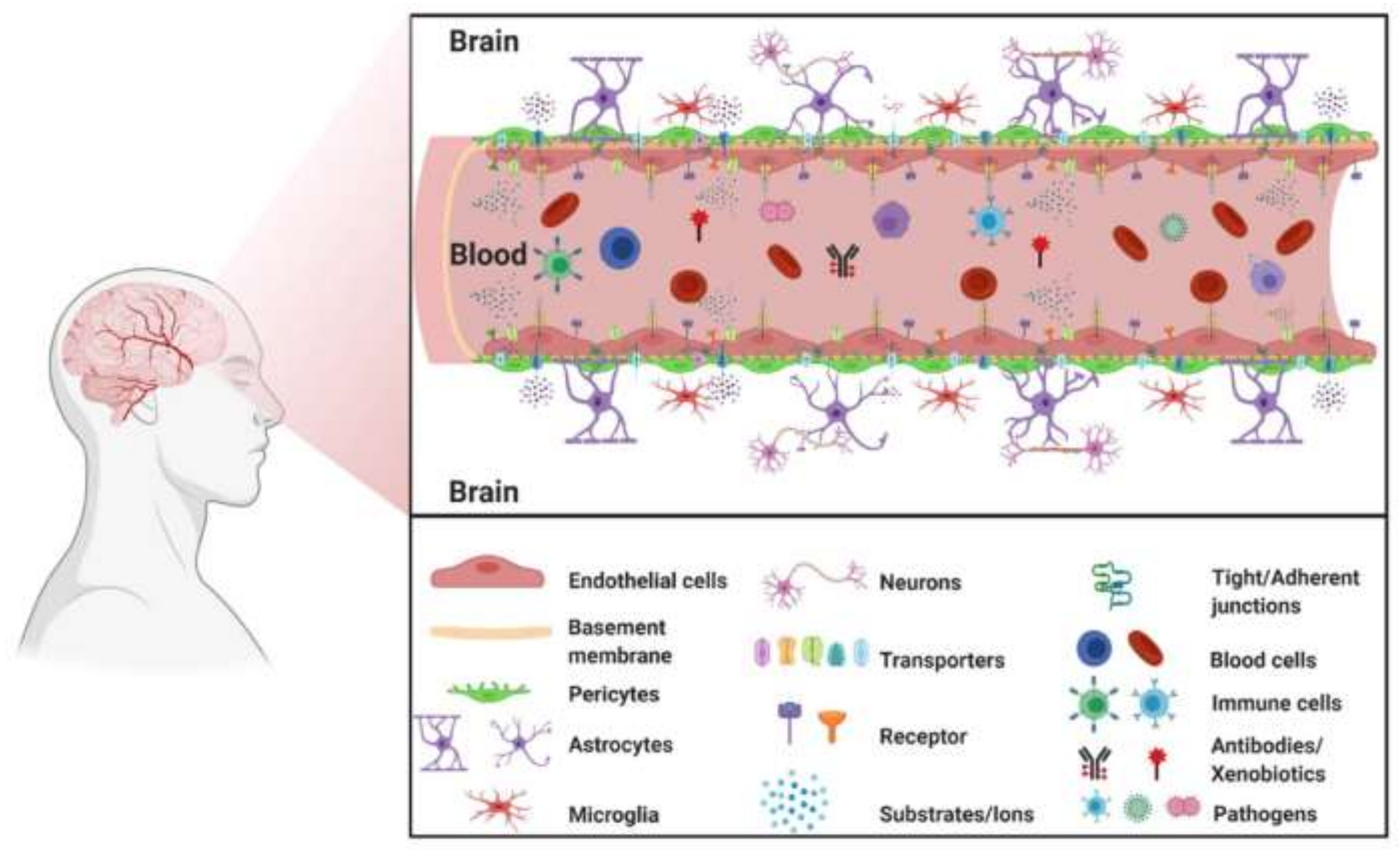Pharmaceutics 14 00987 g001