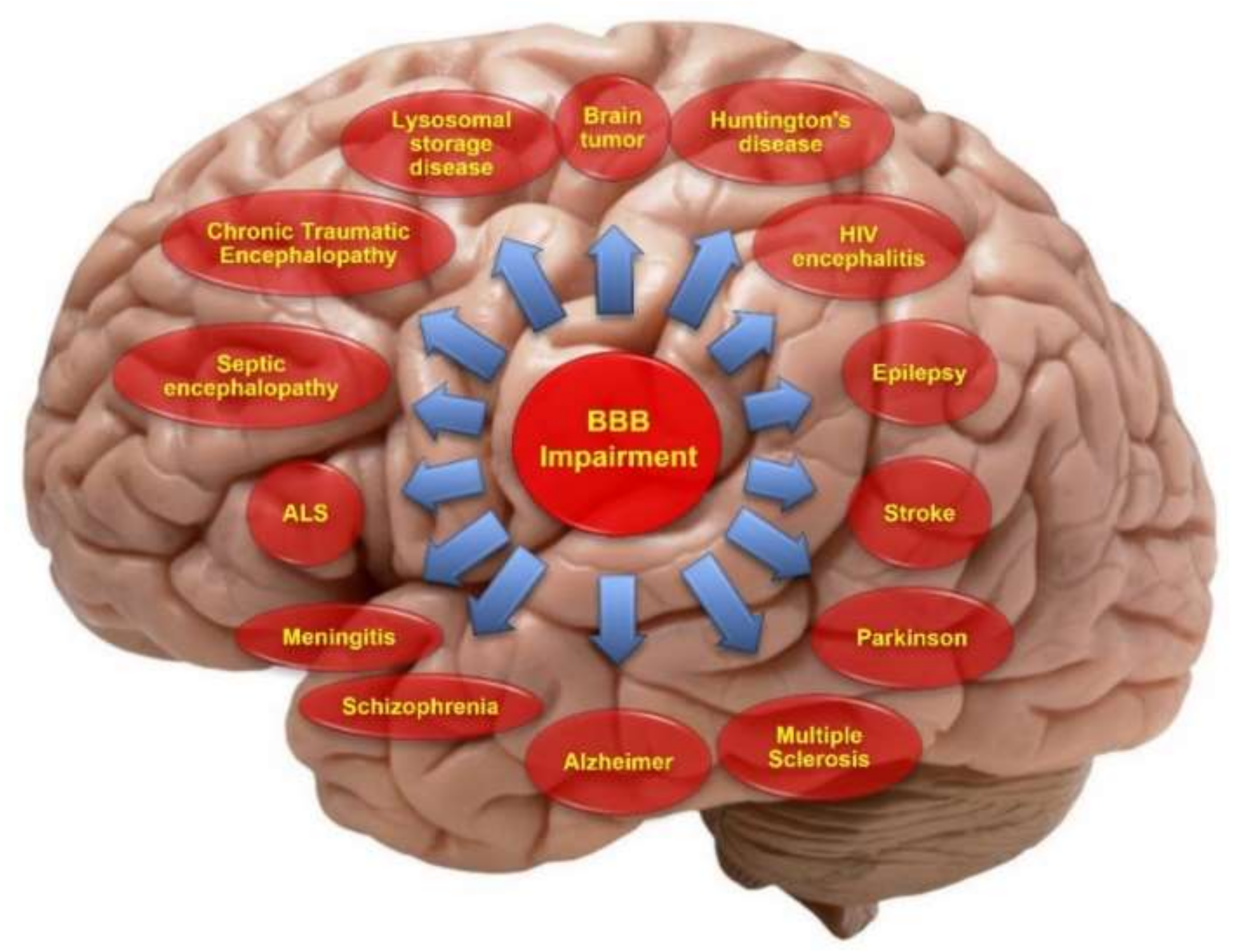 Pharmaceutics 14 00987 g002