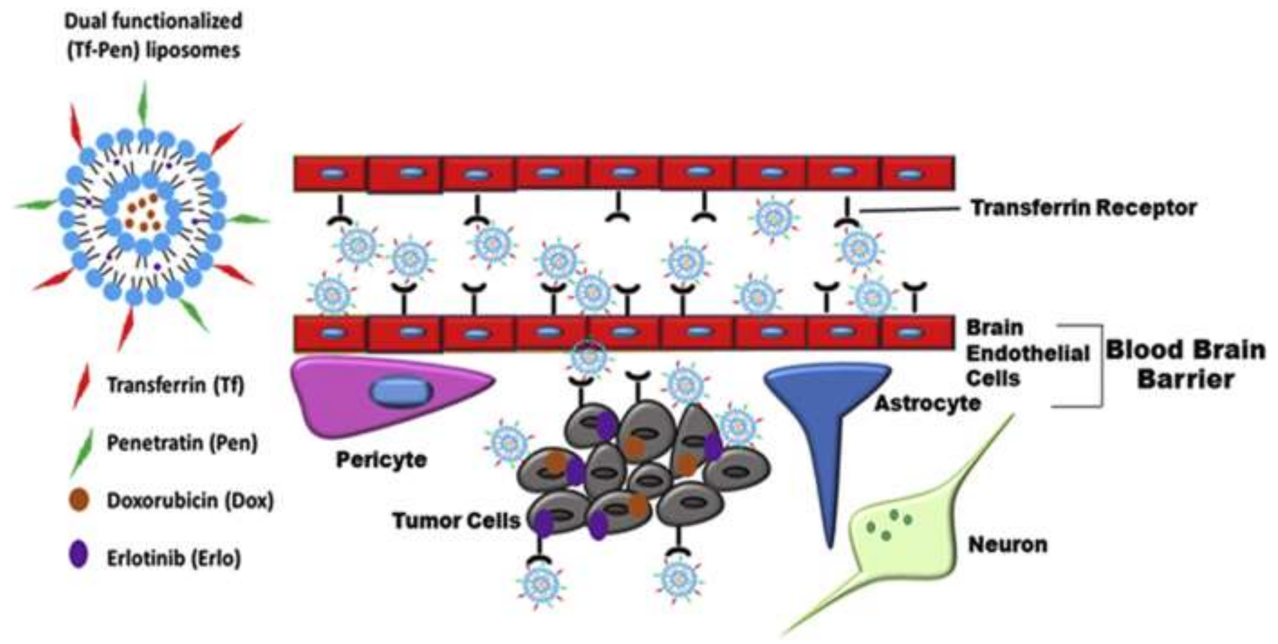 Pharmaceutics 14 00987 g005