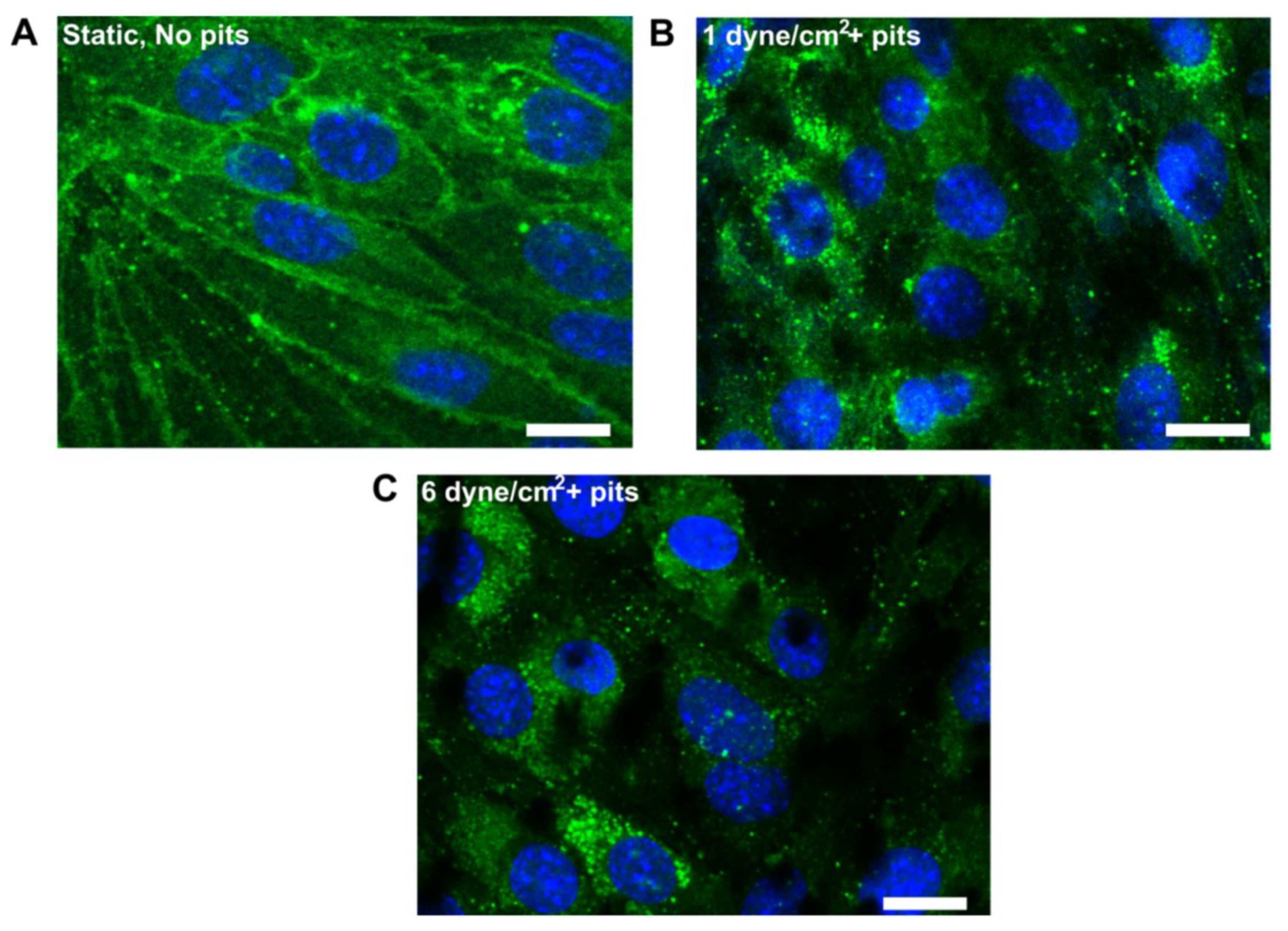 Pharmaceutics 14 00993 g003