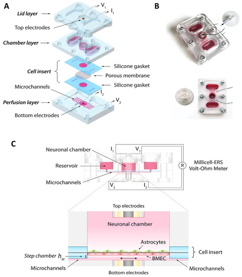 Advances in Hydrogel-Based Microfluidic Blood–Brain-Barrier Models