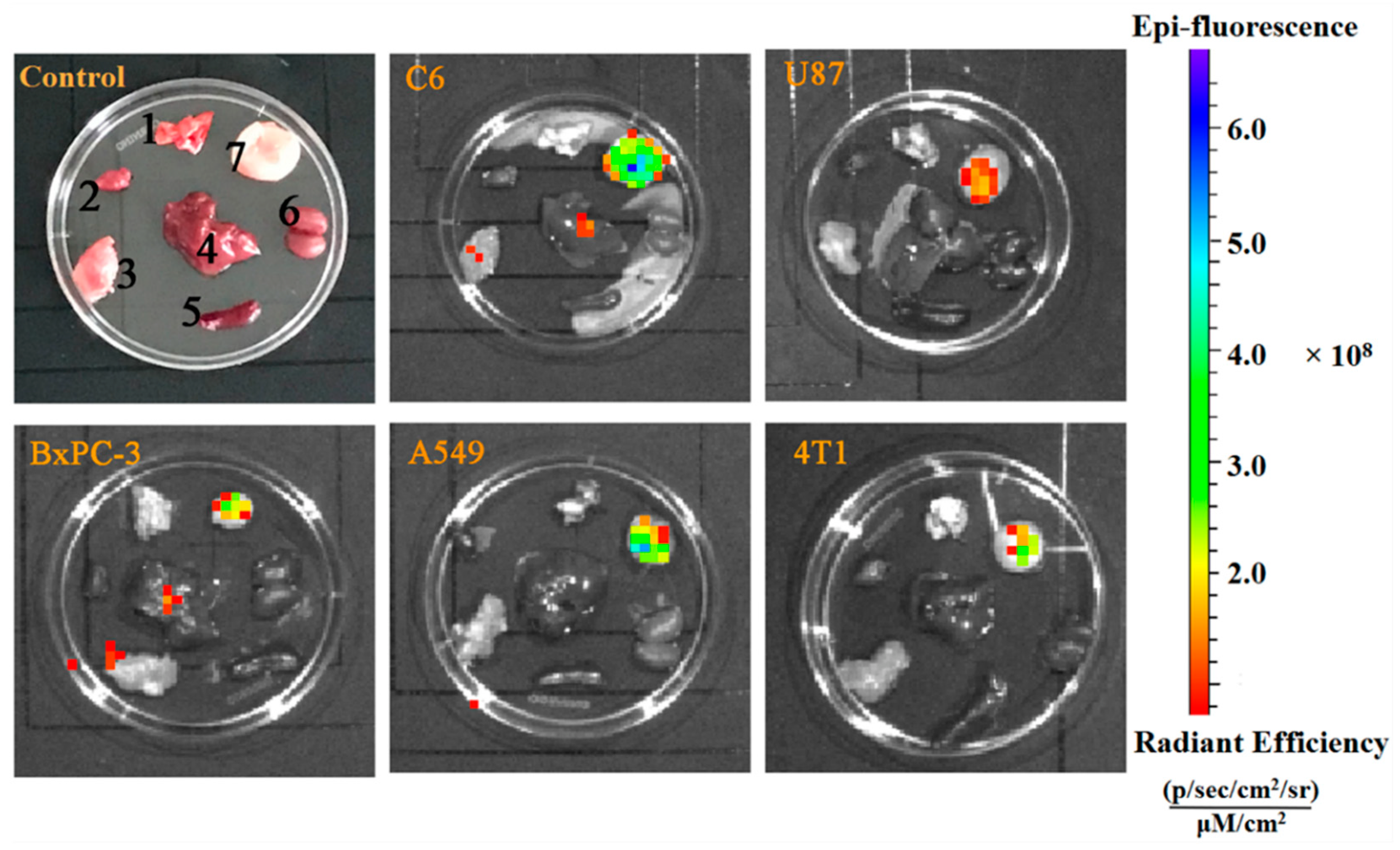 Pharmaceutics 14 00996 g004 550