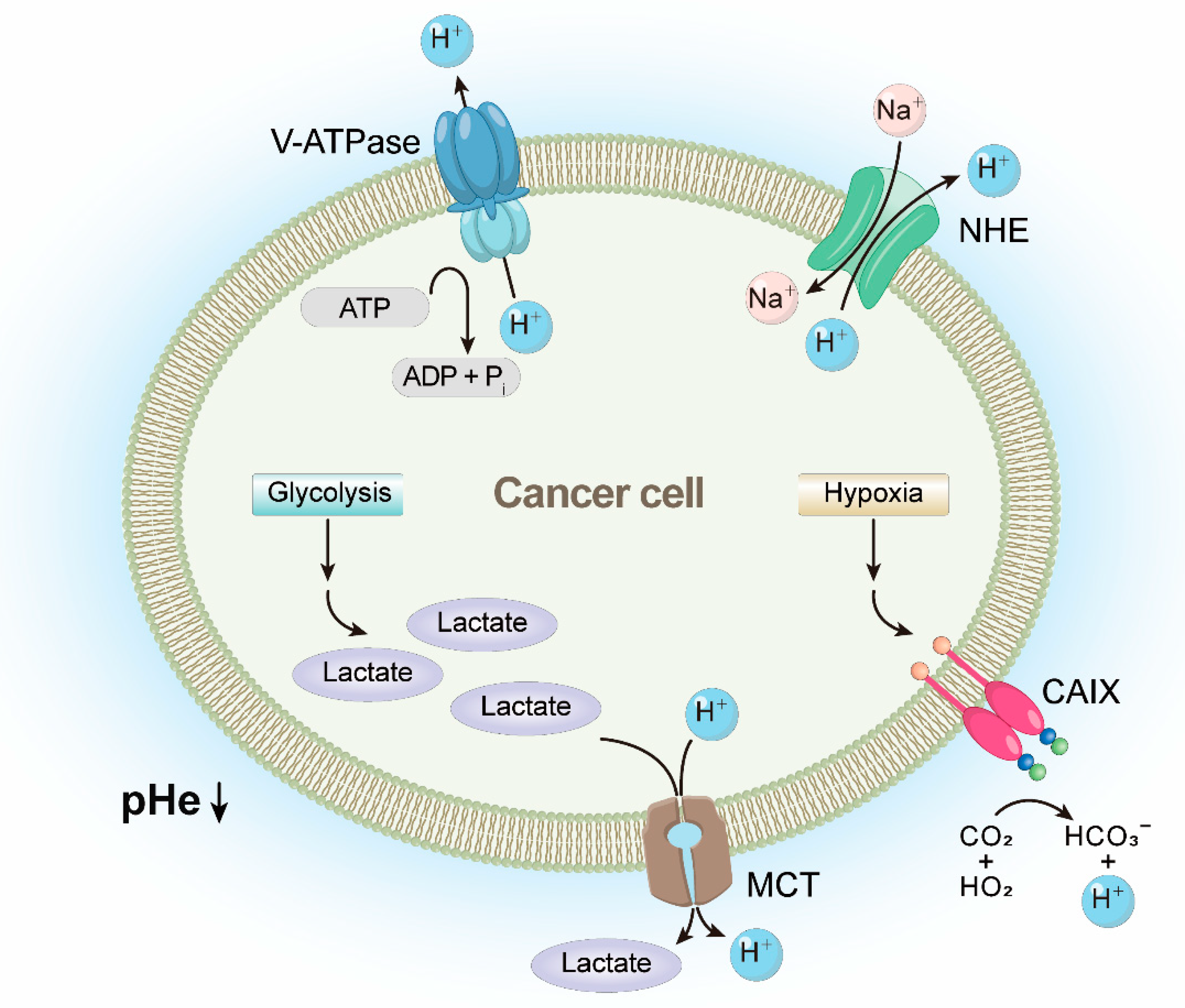 Pharmaceutics 14 00997 g002 550