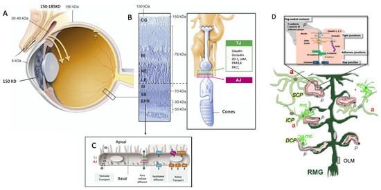 Ocular Barriers and Their Influence on Gene Therapy Products Delivery
