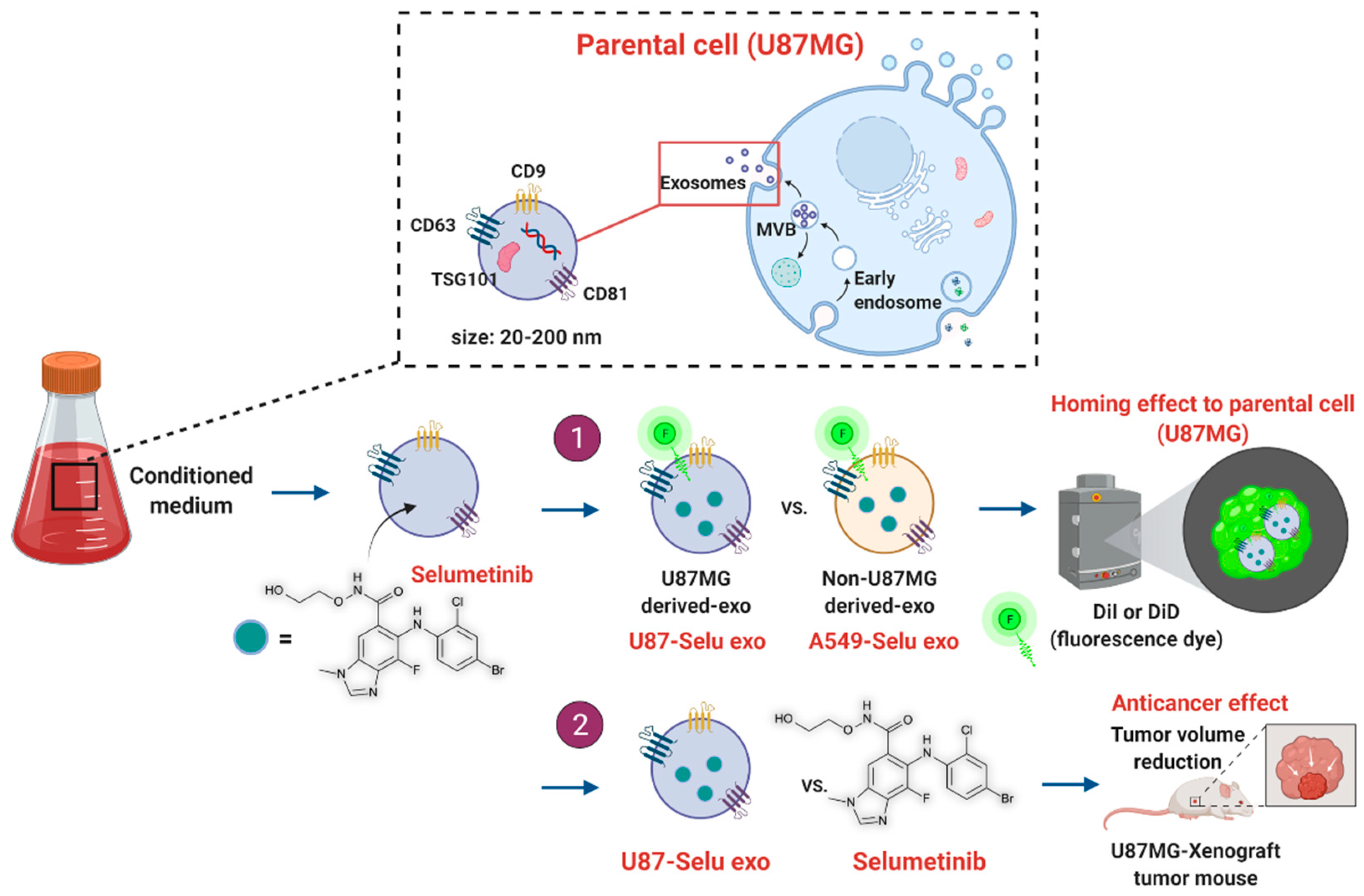 Pharmaceutics 14 01002 g001 550