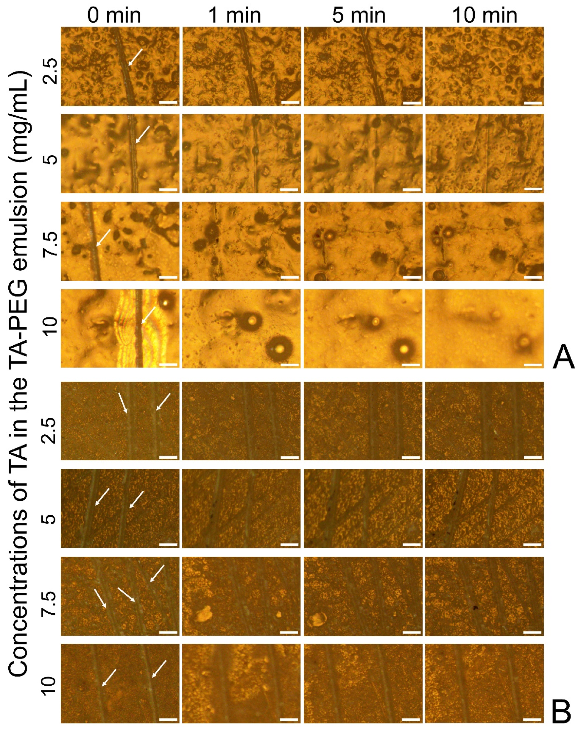 Pharmaceutics 14 01005 g005