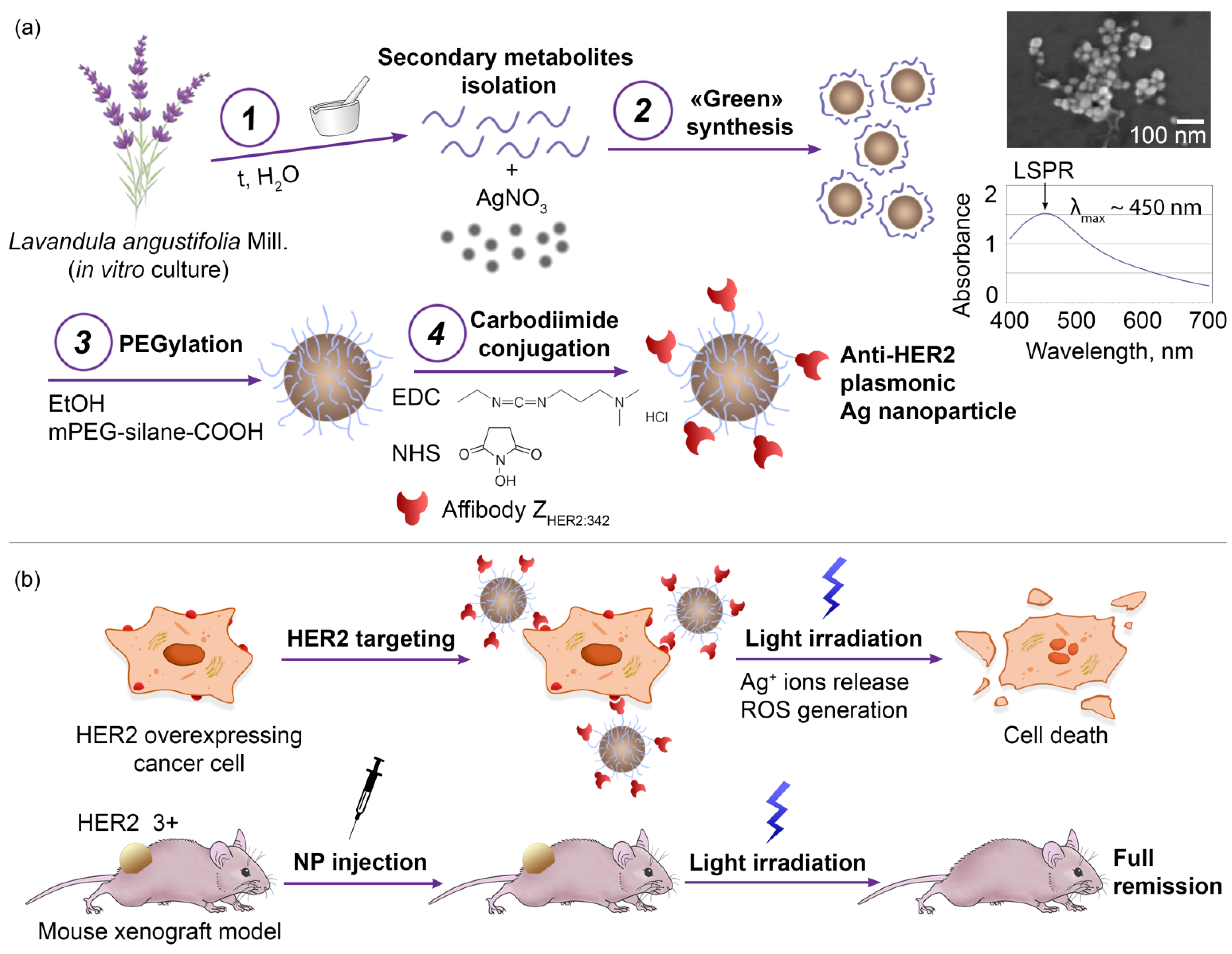 Pharmaceutics 14 01013 g001