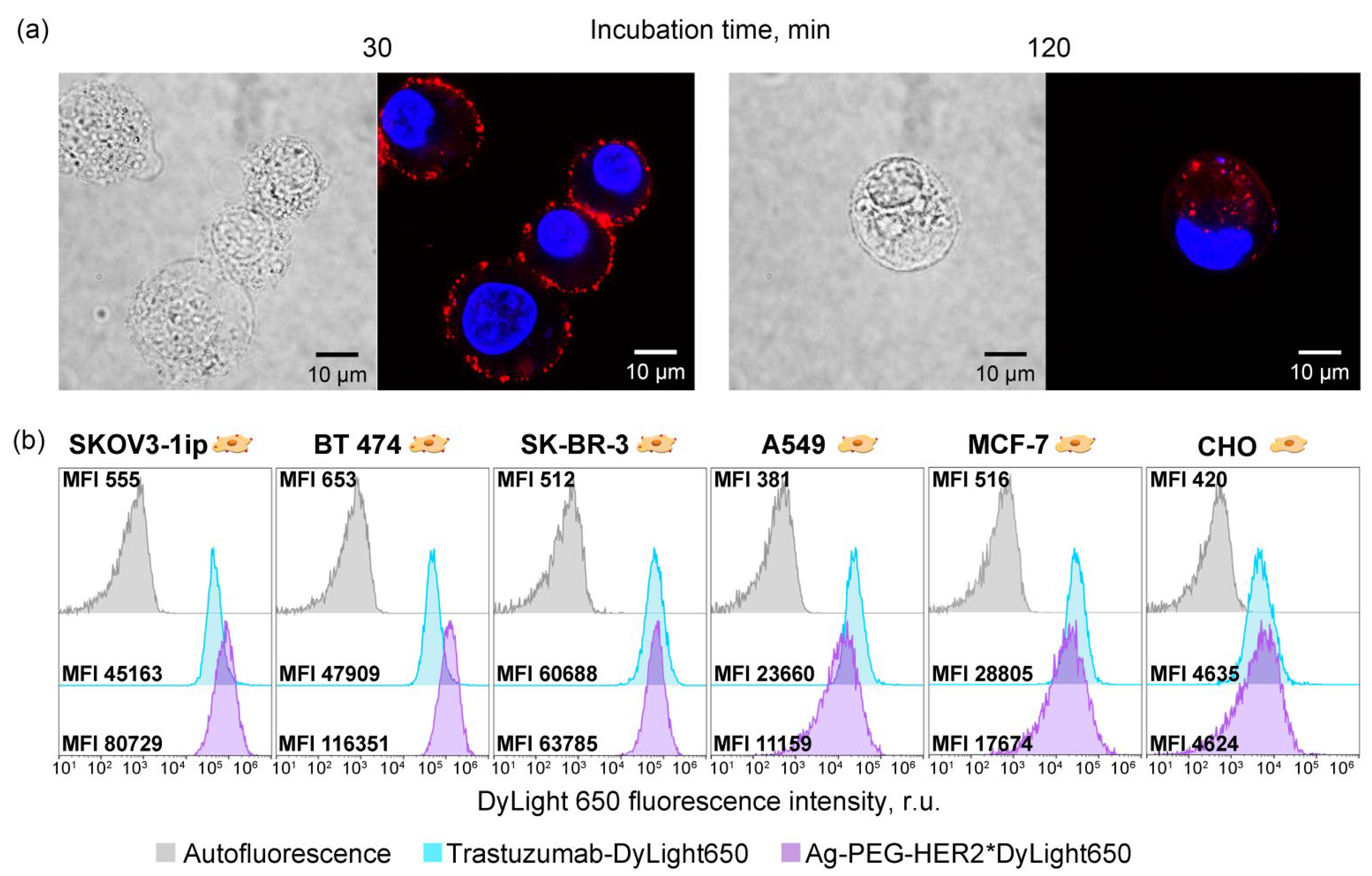Pharmaceutics 14 01013 g005