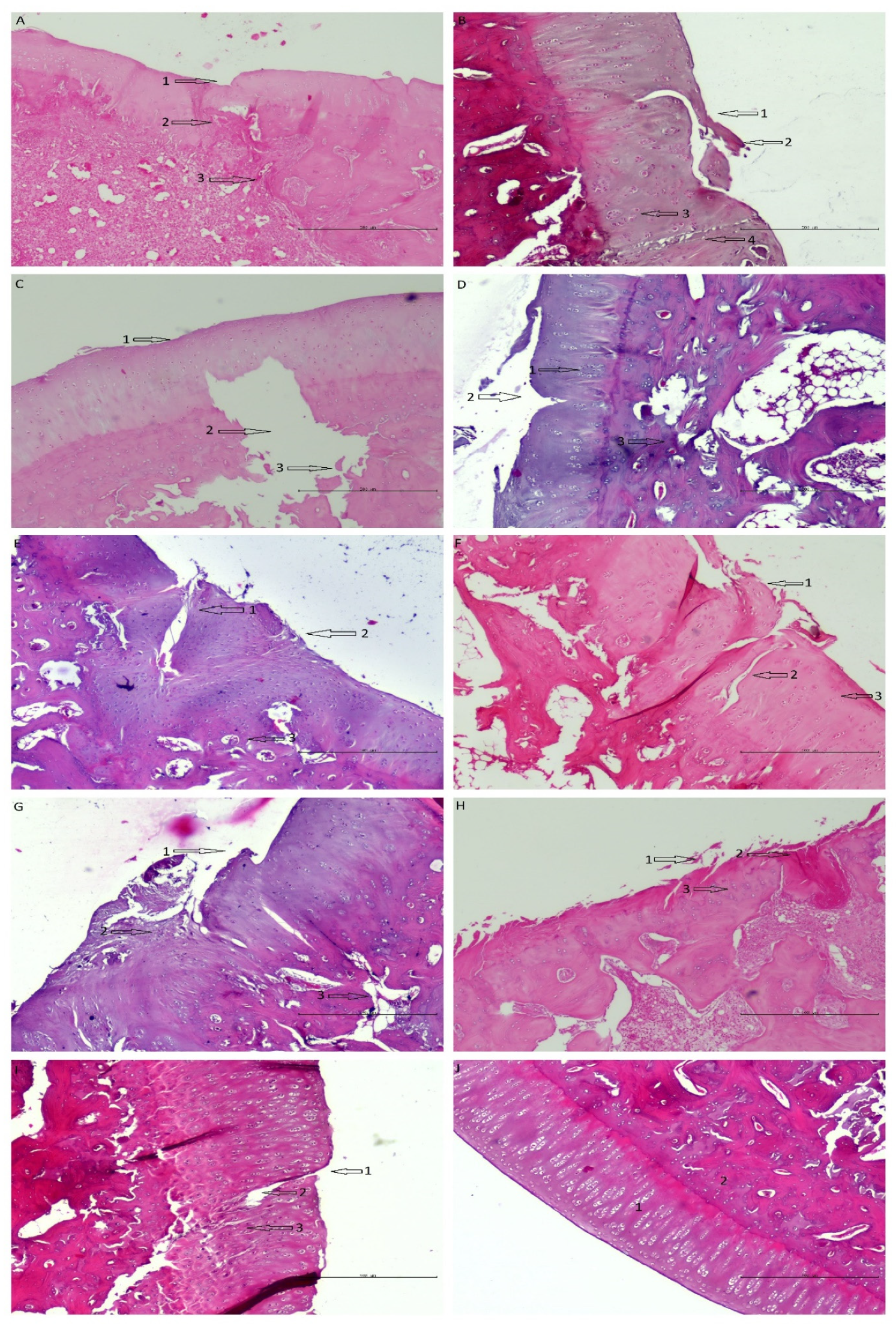 Pharmaceutics 14 01016 g009 550