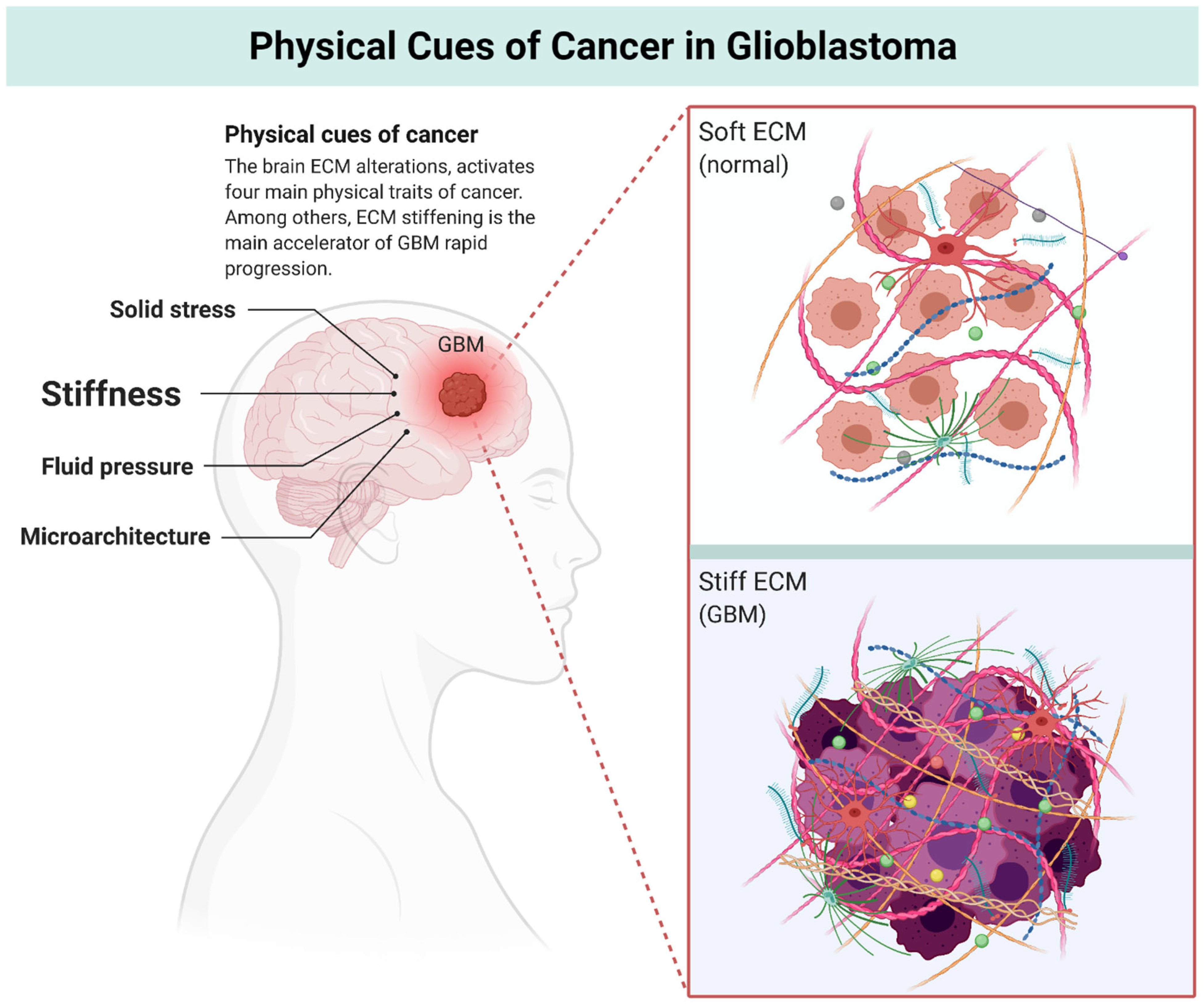 brain cancer cell