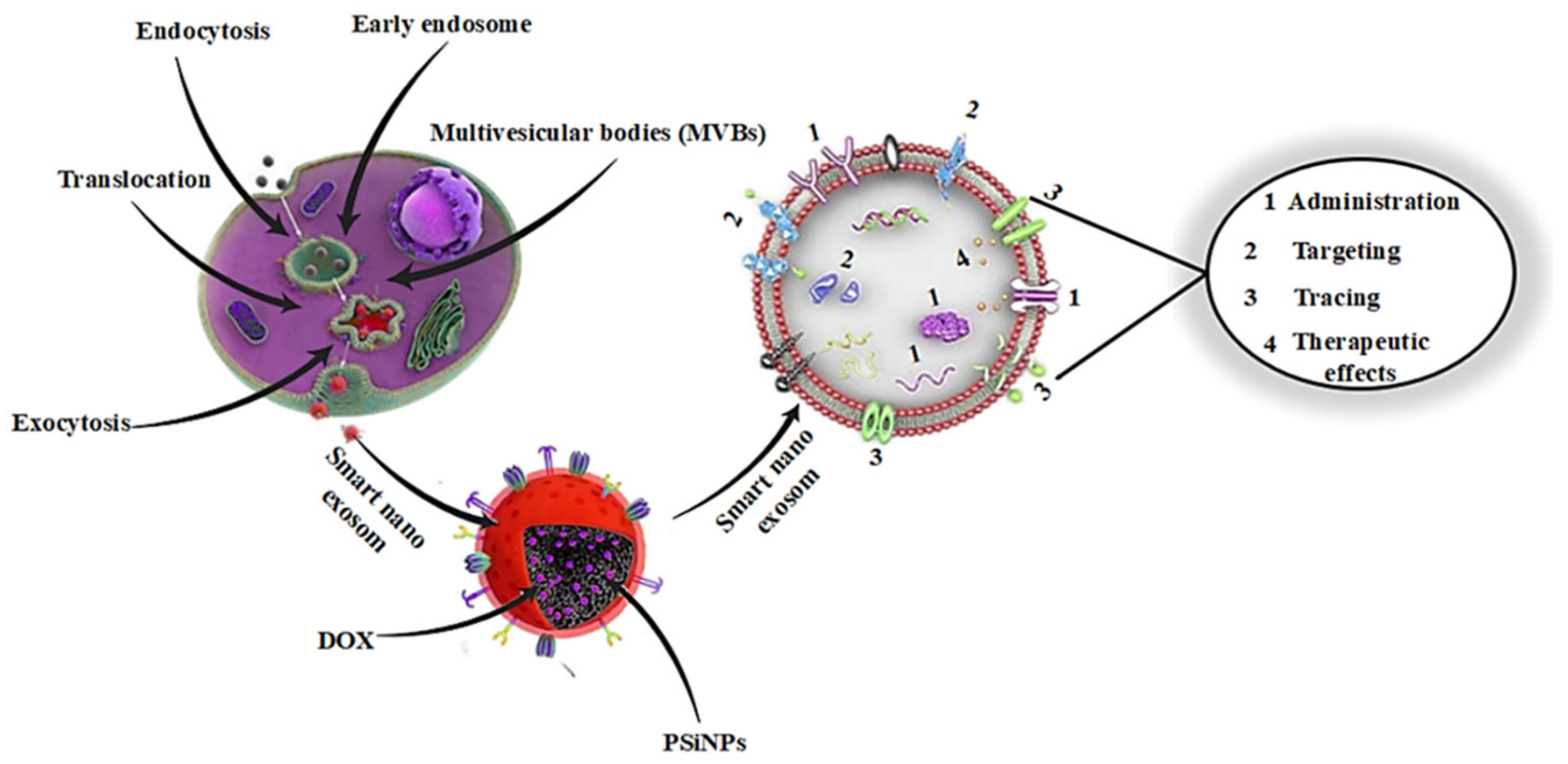 Pharmaceutics 14 01054 g001