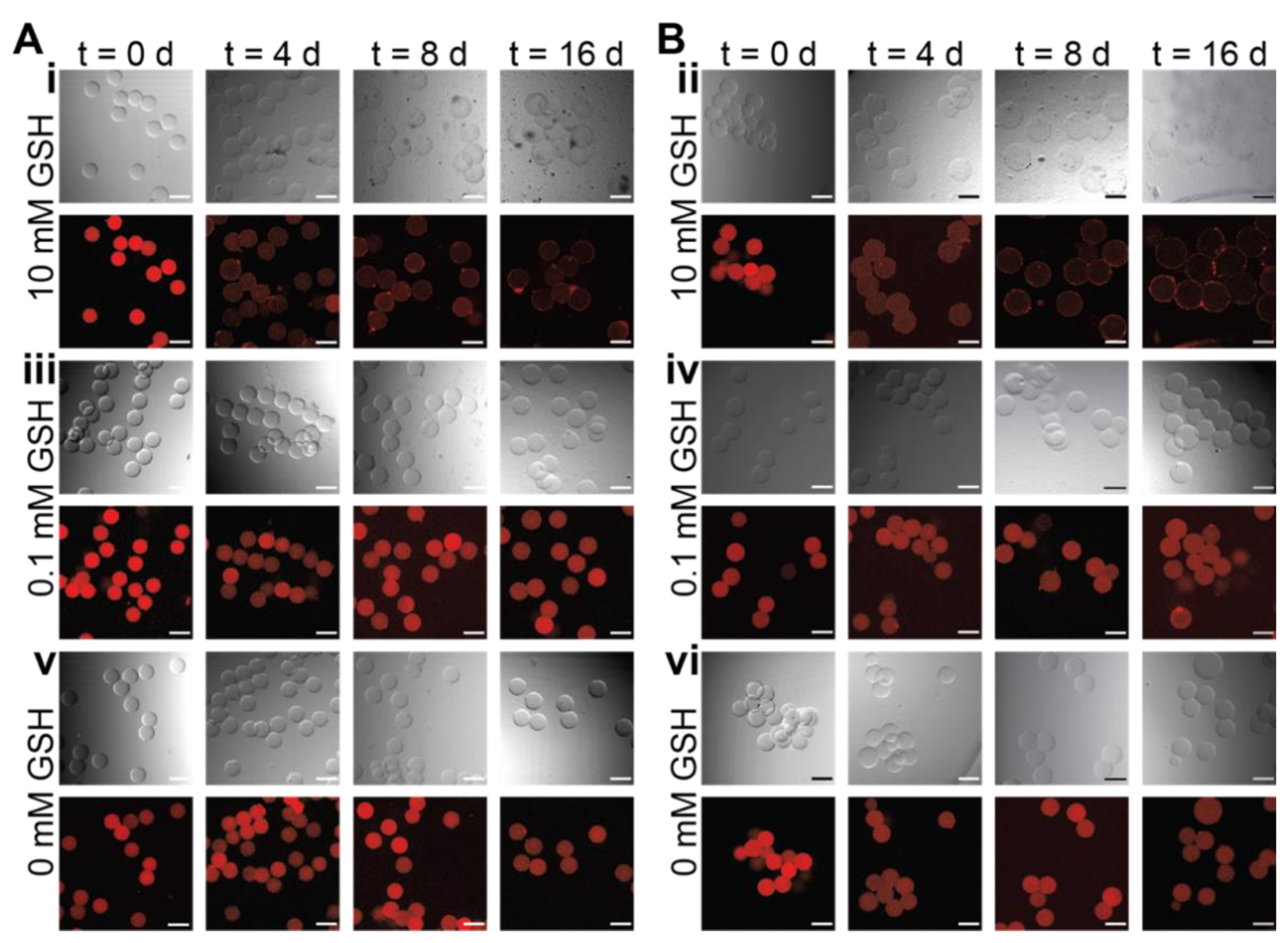 Pharmaceutics 14 01062 g004