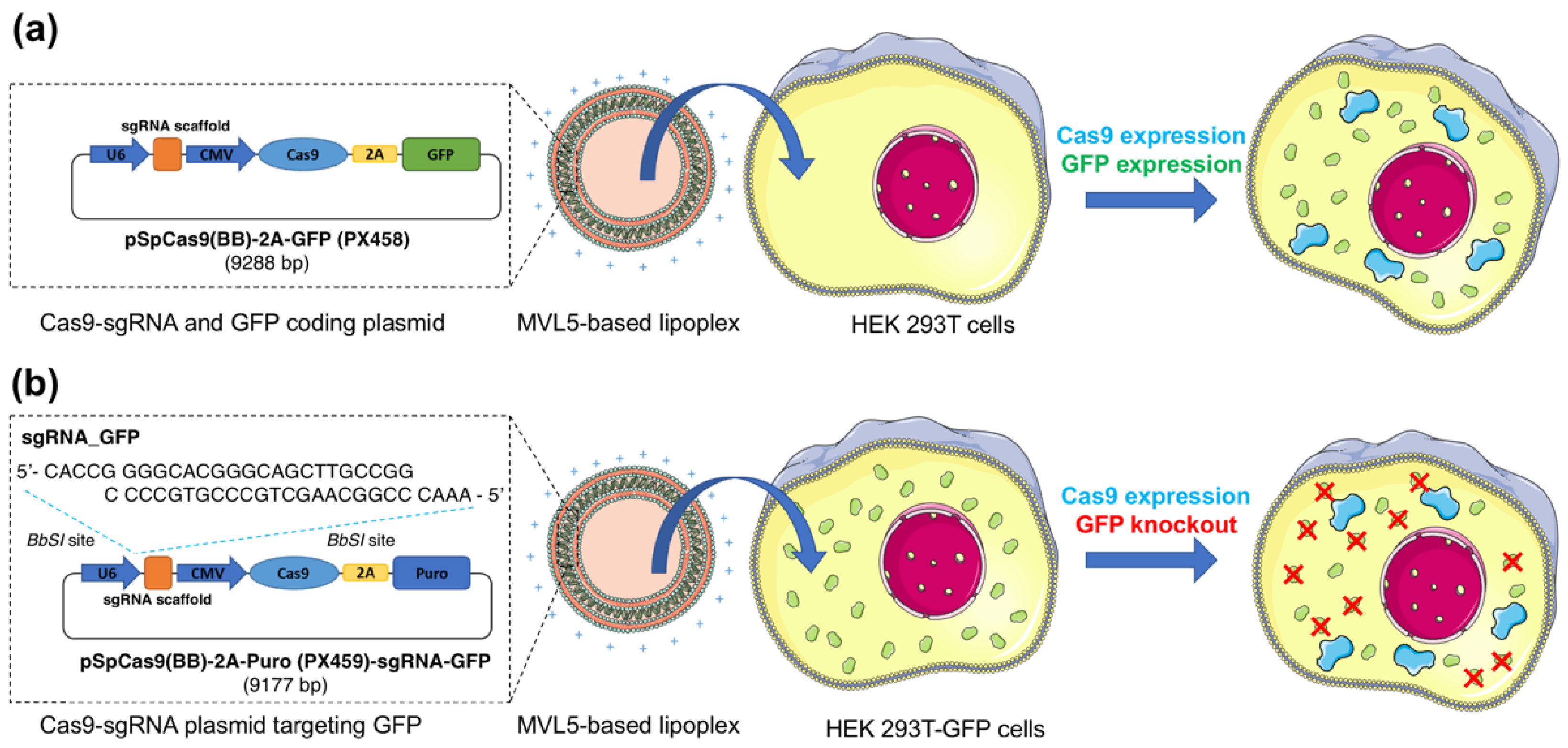 Pharmaceutics 14 01087 g001 Pharmaceutics 14 01087 g001